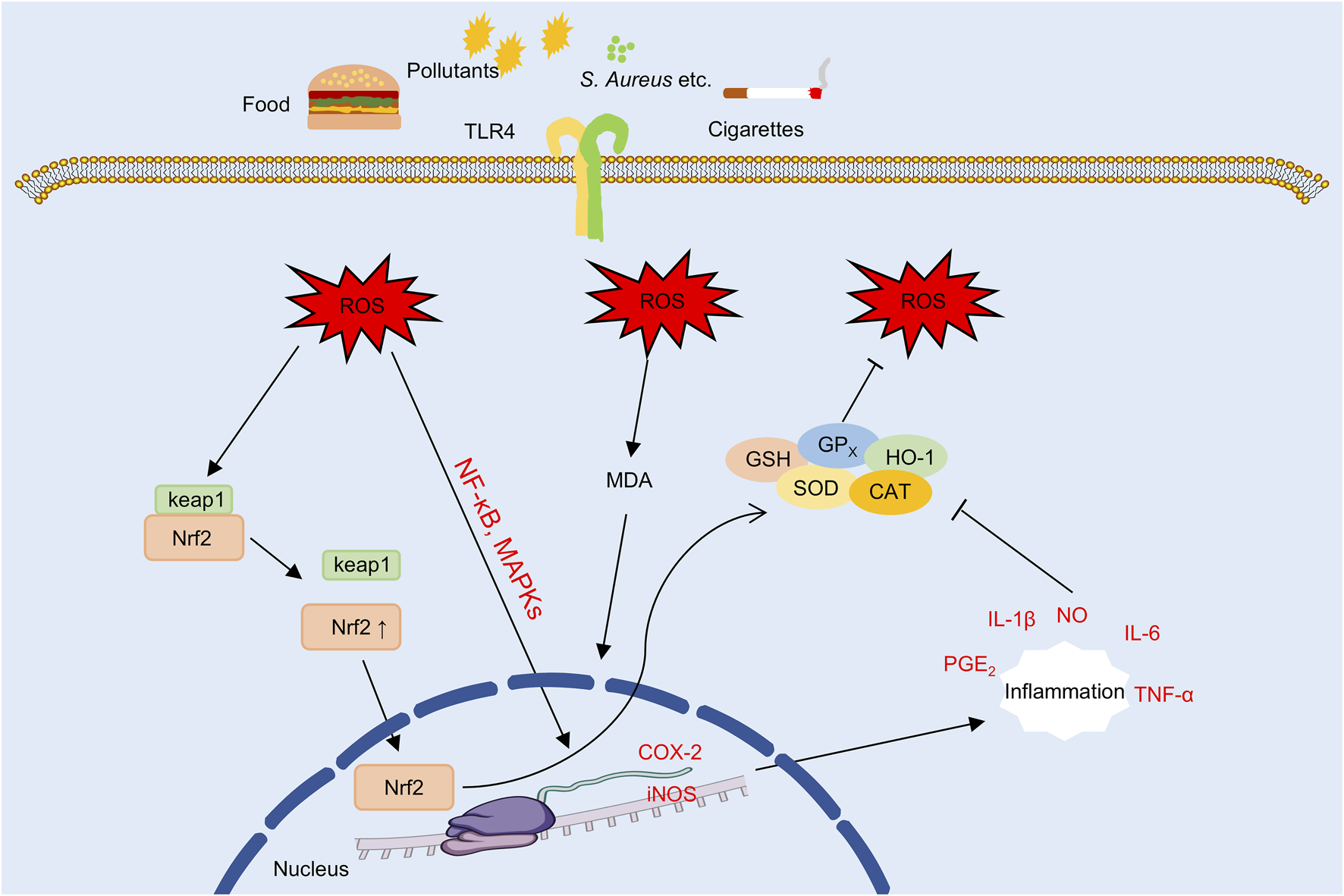 Diagram illustrating oxidative stress pathways in cells. Sources like food, pollutants, S. aureus, and cigarettes activate TLR4, leading to the production of reactive oxygen species (ROS). ROS impacts pathways, leading to nuclear responses involving Nrf2 and KEAP1. The process involves MDA formation, signaling molecules (GSH, GPx, SOD, CAT, HO-1), and enzymes like COX-2 and iNOS. These actions influence inflammation markers, including IL-1β, IL-6, TNF-α, PGE₂, and NO, resulting in inflammation. Pathways involve NF-kB and MAPKs.