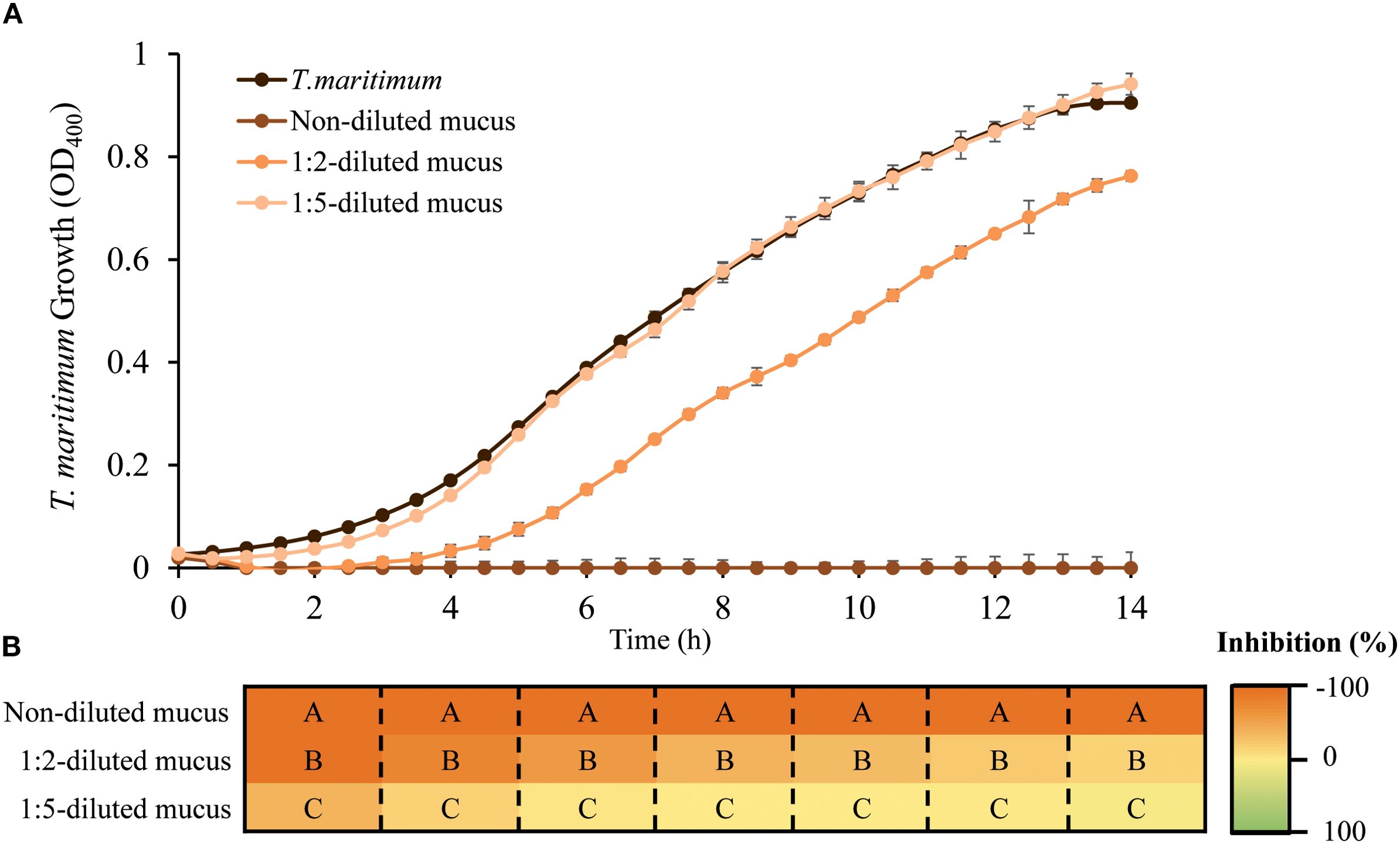 Graph A shows the growth of T. maritimum over 14 hours, with four different conditions: T. maritimum alone and T. maritimum with: non-diluted mucus, 1:2 diluted mucus, and 1:5 diluted mucus. T. maritimum alone demonstrates the highest growth, while non-dilutedmucus shows no growth. Graph B is a heatmap indicating inhibitory effects, with non-diluted mucus having the highest inhibition and 1:5 mucus showing the lowest.