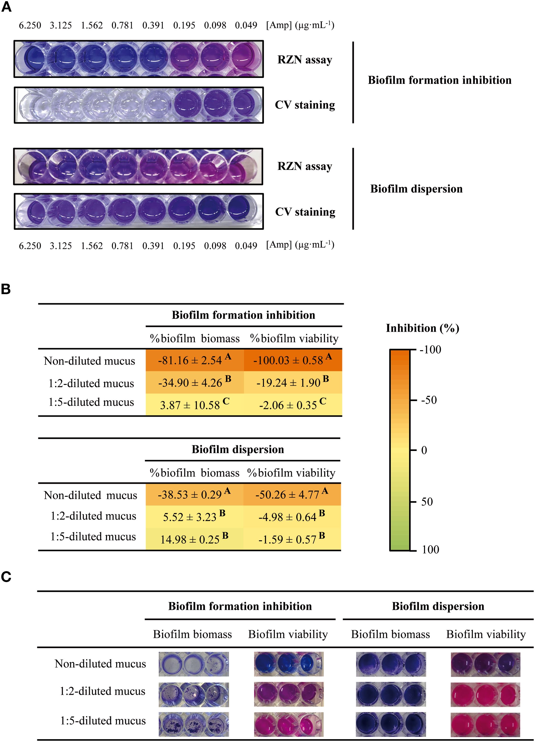 Panels A, B, and C illustrate the effects of various compounds and concentrations on biofilm formation inhibition and dispersion.Panel A displays results from the RZN assay and CV staining at different ampicillin concentrations.Panel B presents two tables: one summarizing biofilm formation inhibition and the other biofilm dispersion. These tables show the percentage reductions in biofilm biomass (CV) and viability (RZN) caused by different mucus dilutions, with color coding indicating the level of inhibition.Panel C includes images of biofilm biomass and viability under both undiluted and diluted mucus conditions, for both inhibition and dispersion experiments.