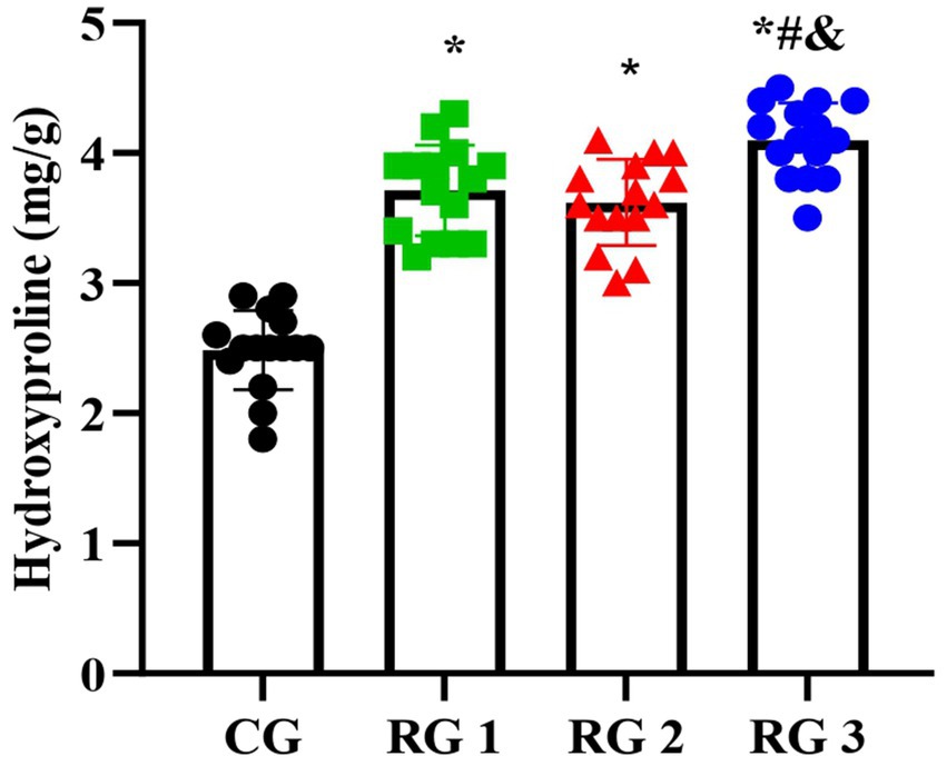 Bar chart displaying hydroxyproline levels in milligrams per gram for four groups: CG, RG 1, RG 2, and RG 3. CG shows the lowest level around 2.7 mg/g. RG 1, RG 2, and RG 3 have higher levels around 4 mg/g, with RG 3 peaking. Symbols indicate statistical significance.