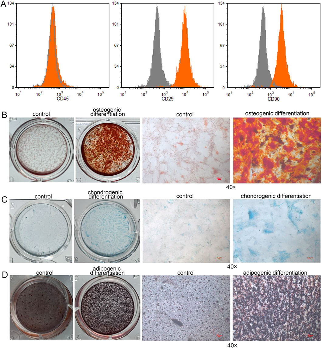 Three sections illustrate differentiation processes. A: Three histograms compare expression levels of CD45, CD29, and CD90 markers. B: Osteogenic differentiation panel shows control and treated samples with increasing mineralization. C: Chondrogenic differentiation panel displays control and treated samples with visible cartilage-like matrix. D: Adipogenic differentiation panel shows control and treated samples with increased lipid accumulation. Each differentiation type has control and experimental groups at 40x magnification.