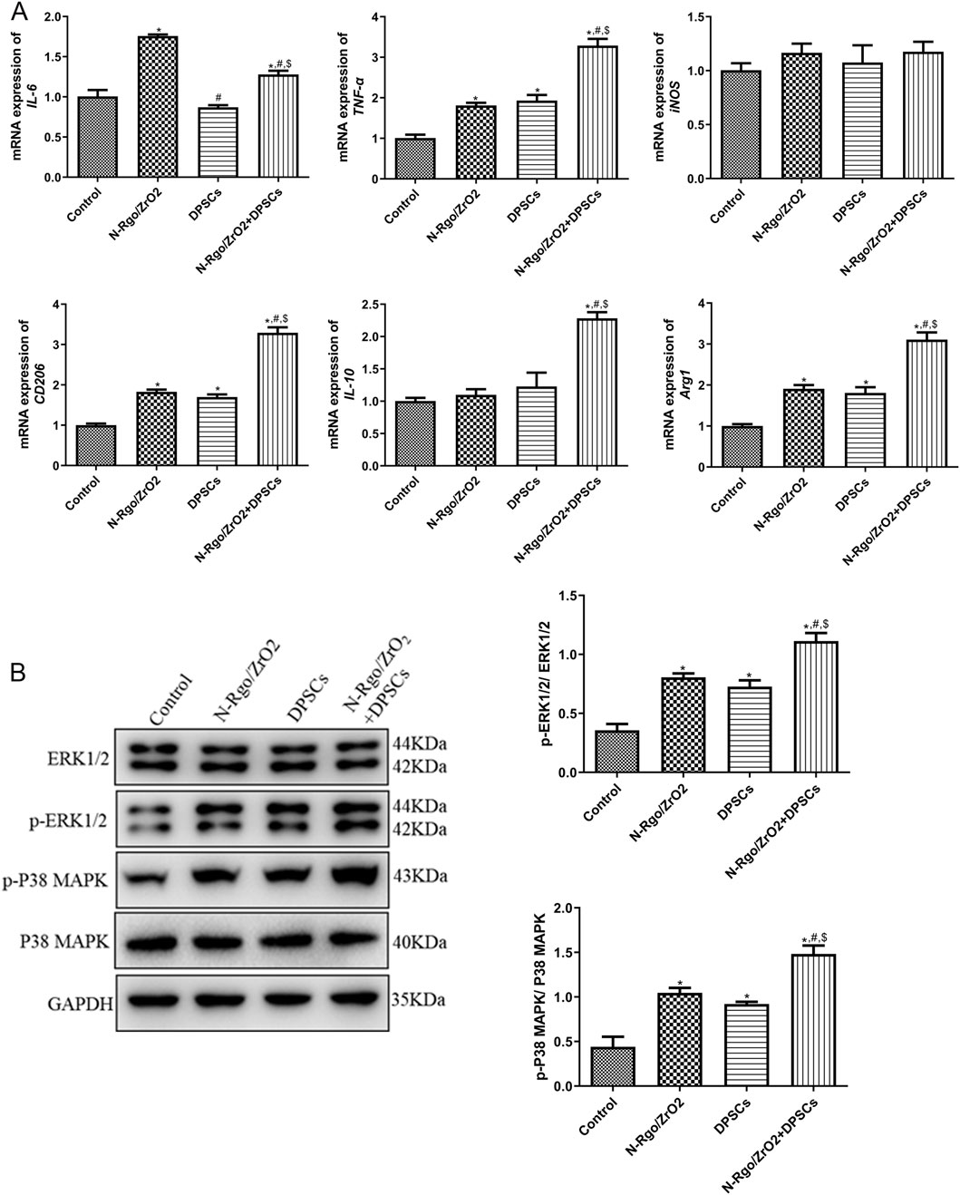 Bar graphs and western blots illustrate gene and protein expression related to cell treatment conditions: Control, N-RGO/ZrO2, DPSCs, and N-RGO/ZrO2+DPSCs. Graphs show mRNA expression of IL-1β, TNF-α, iNOS, CD206, Arg1, with significant differences indicated. Blots and corresponding graphs display protein levels of ERK1/2, p-ERK1/2, P38 MAPK, and p-P38 MAPK relative to GAPDH. Significant changes in phosphorylation states are highlighted, suggesting treatment impacts on cellular signaling pathways.
