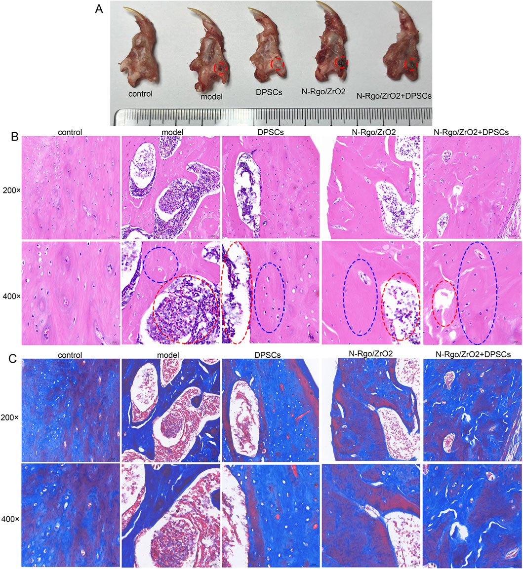 Panel A shows five bone samples labeled as control, model, DPSCs, N-Rgo/ZrO2, and N-Rgo/ZrO2+DPSCs with a ruler for scale. Panel B consists of histological images stained with hematoxylin and eosin at magnifications of two hundred times and four hundred times, demonstrating different tissue structures across the same treatment groups. Panel C displays similar groups stained with Masson's trichrome at corresponding magnifications, highlighting variations in tissue structure and composition.