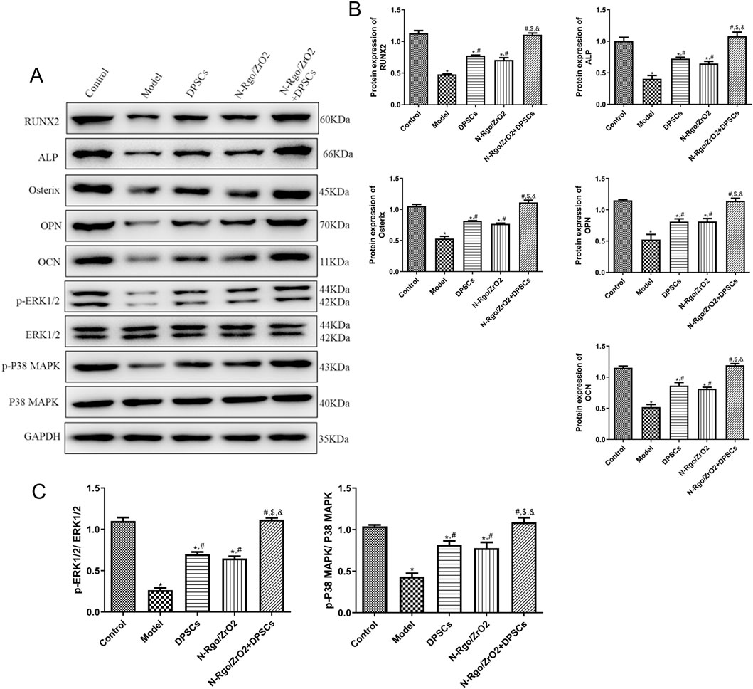 Western blot analysis and bar graphs depict protein expression levels in different samples: Control, Model, DPSCs, N-Rgo/ZO, and N-Rgo/ZO+DPSCs. Panel A shows bands for RUNX2, ALP, Osterix, OPN, OCN, p-ERK1/2, ERK1/2, p-P38 MAPK, P38 MAPK, and GAPDH. Panel B presents corresponding protein expression bar graphs for RUNX2, Osterix, OPN, OCN, and ALP. Panel C displays ratios of p-ERK1/2 to ERK1/2 and p-P38 MAPK to P38 MAPK. Statistical markers indicate significance between groups.