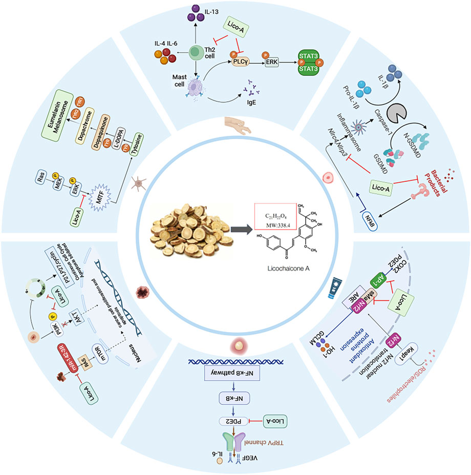 Diagram illustrating the biological pathways influenced by licochalcone A. The central image shows licochalcone A’s molecular structure and chemical composition. Surrounding panels detail its effects on cellular signaling pathways, including involvement with interleukins, mast cells, NF-kB, and various kinases. The pathways show inhibition or activation effects by licochalcone A, impacting immune and inflammatory responses.