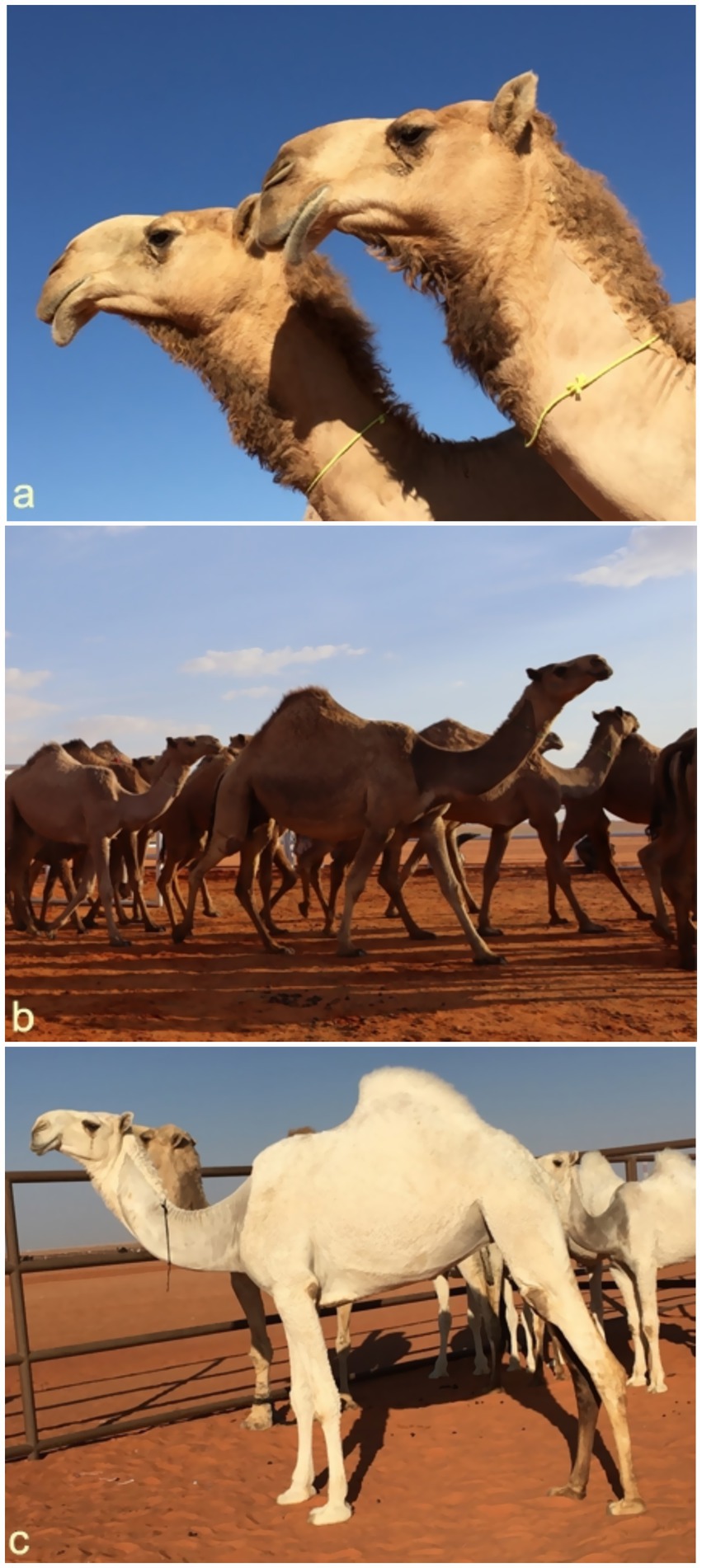 a) Two camels with light brown fur standing side by side against a clear blue sky. b) A group of camels walking on a red desert landscape under a partly cloudy sky. c) A white camel standing near a fence with other camels in the background on a sandy surface.