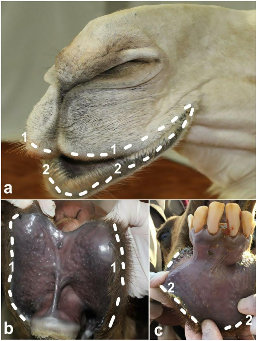 Three-panel image showing anatomical features of a camel's nose:Panel a: Camel's nose side view with nostrils outlined by dotted lines labeled '1' and '2'.Panel b: Close-up of the inside of a nostril, outlined and labeled '1'.Panel c: Detailed view of another nostril with visible flesh and teeth, outlined and labeled '2'.