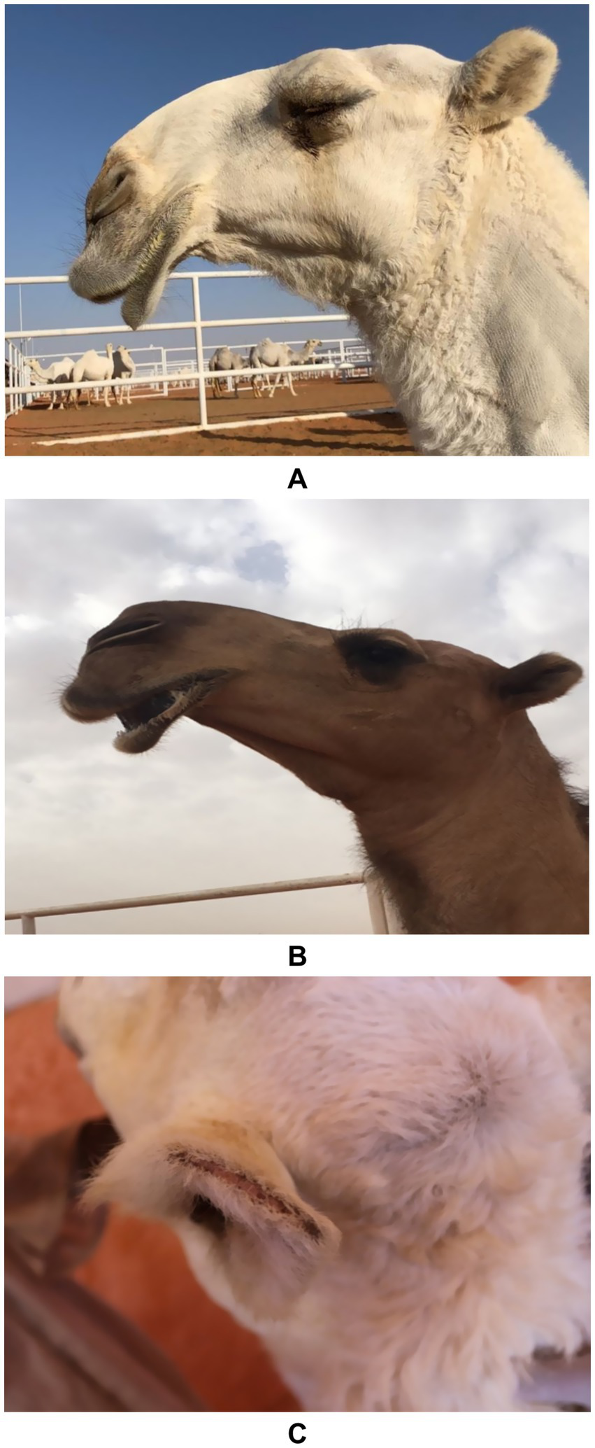Camel image collage labeled A, B, and C. Image A shows a white camel with its mouth open, set against a blue sky and fenced area. Image B features the profile of a brown camel against a cloudy sky. Image C displays a close-up of a white camel's ear with visible markings.