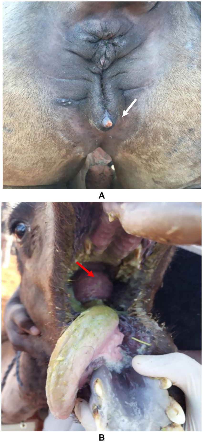 Image A shows the perineal region of an animal with a white arrow pointing to a small, protruding growth. Image B shows the animal's mouth open, revealing a red arrow pointing to a dark mass inside, with gloved hands holding the mouth open.