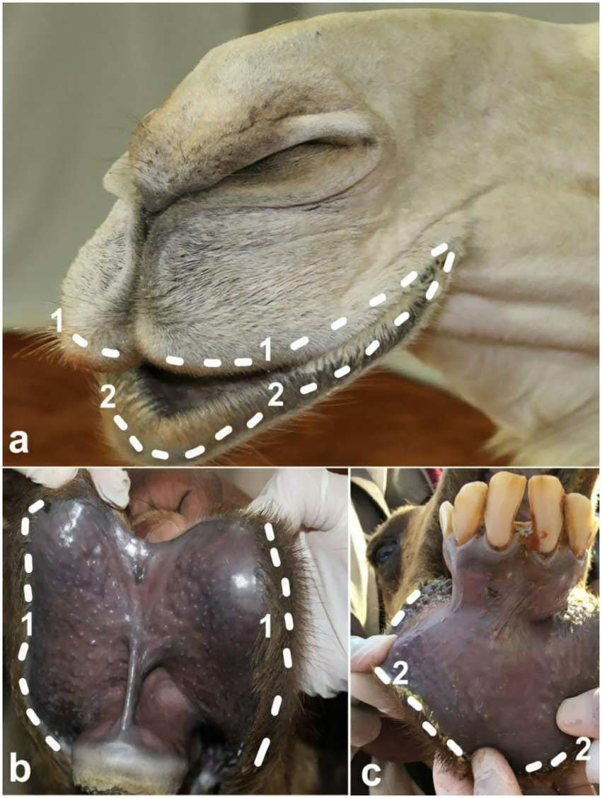 Three-panel image showing anatomical features of a camel's nose:Panel a: Camel's nose side view with nostrils outlined by dotted lines labeled "1" and "2".Panel b: Close-up of the inside of a nostril, outlined and labeled "1".Panel c: Detailed view of another nostril with visible flesh and teeth, outlined and labeled "2".