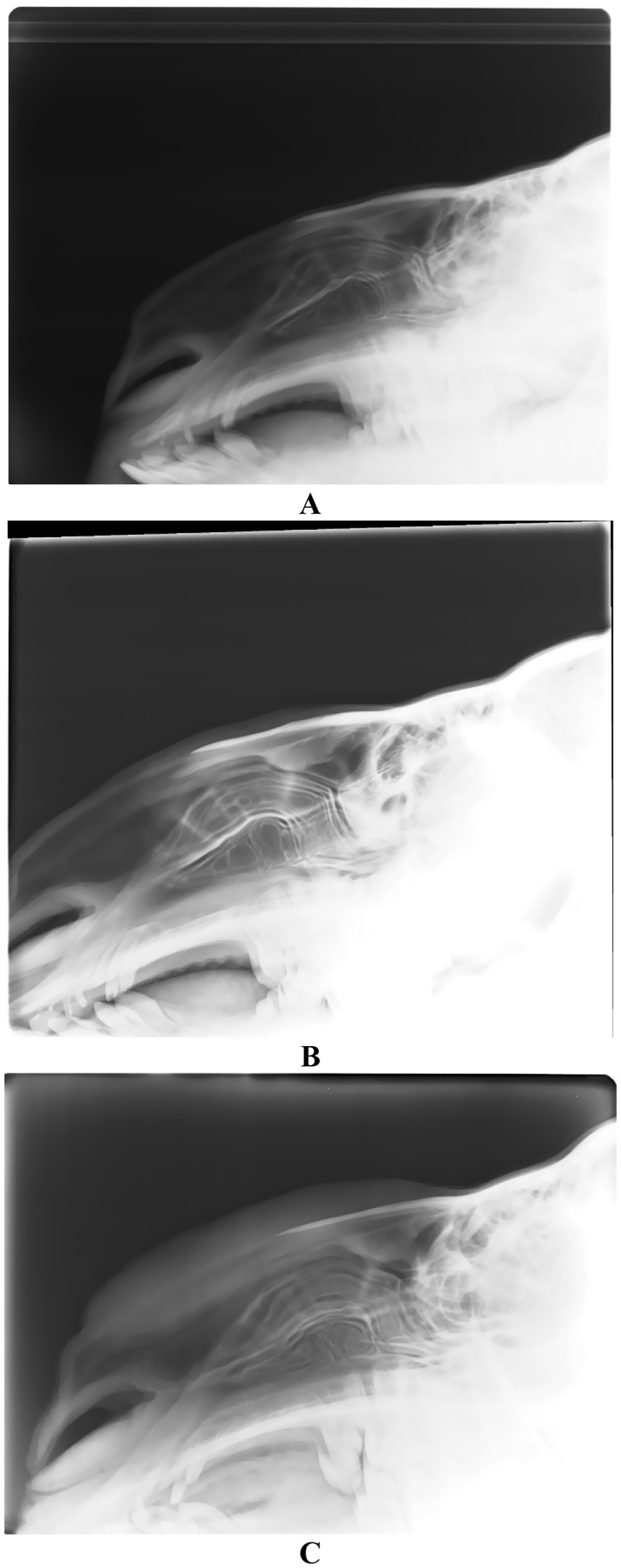 Three lateral radiograph images labeled A, B, and C, showing the side view of the cranial structure of a bird, likely an eagle. Each image captures different angles or exposures, highlighting varying levels of skeletal detail.