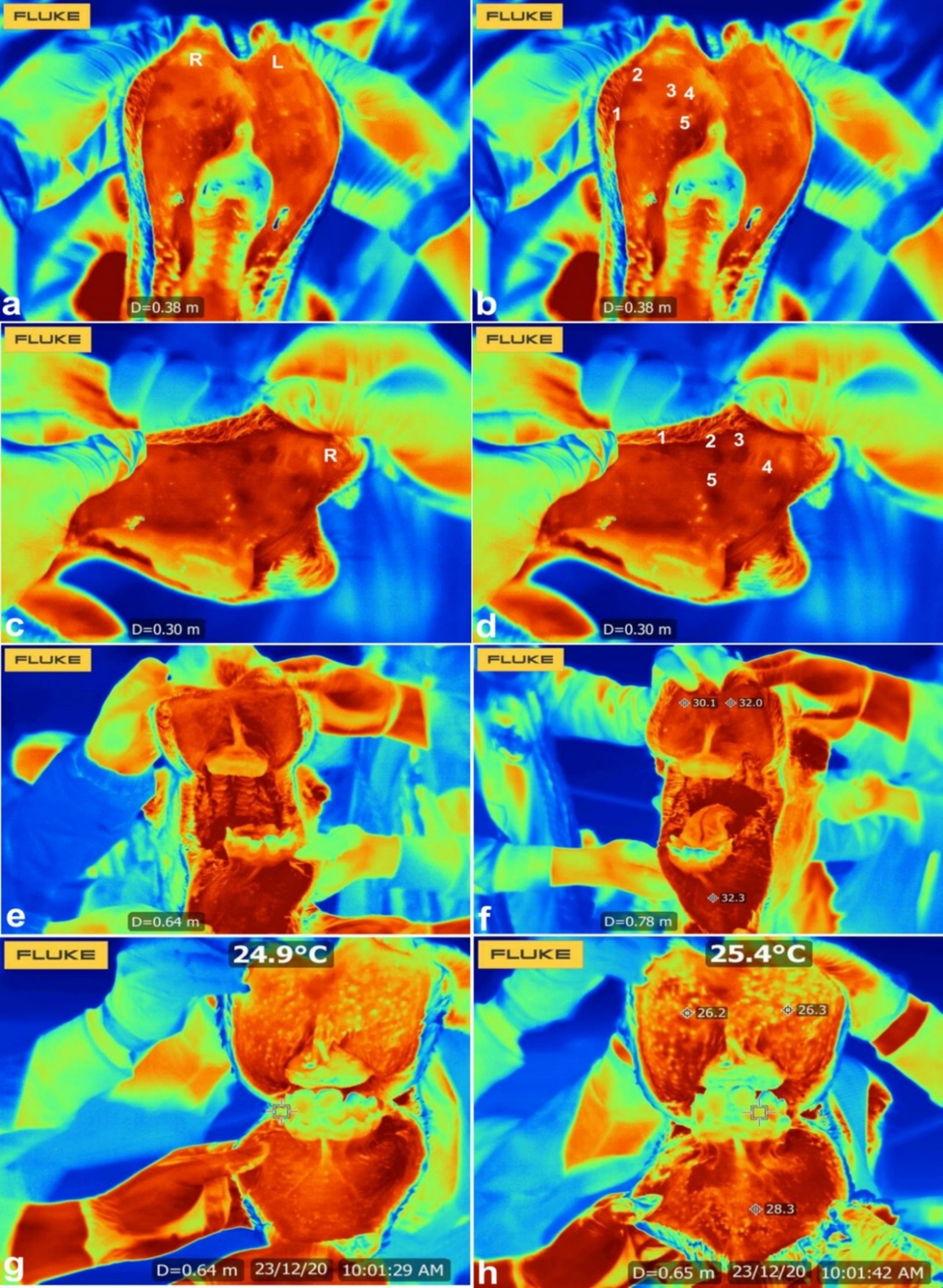 Thermal images showing different views of a turtle. Each panel, labeled a to h, displays variations in surface temperature, with colors ranging from blue (cooler areas) to red (warmer areas). Labels and temperature readings, such as 24.9°C and 25.4°C, are visible. The images include measurements related to distance, and the setup includes handling by gloved hands, highlighting the anatomical features from various angles.