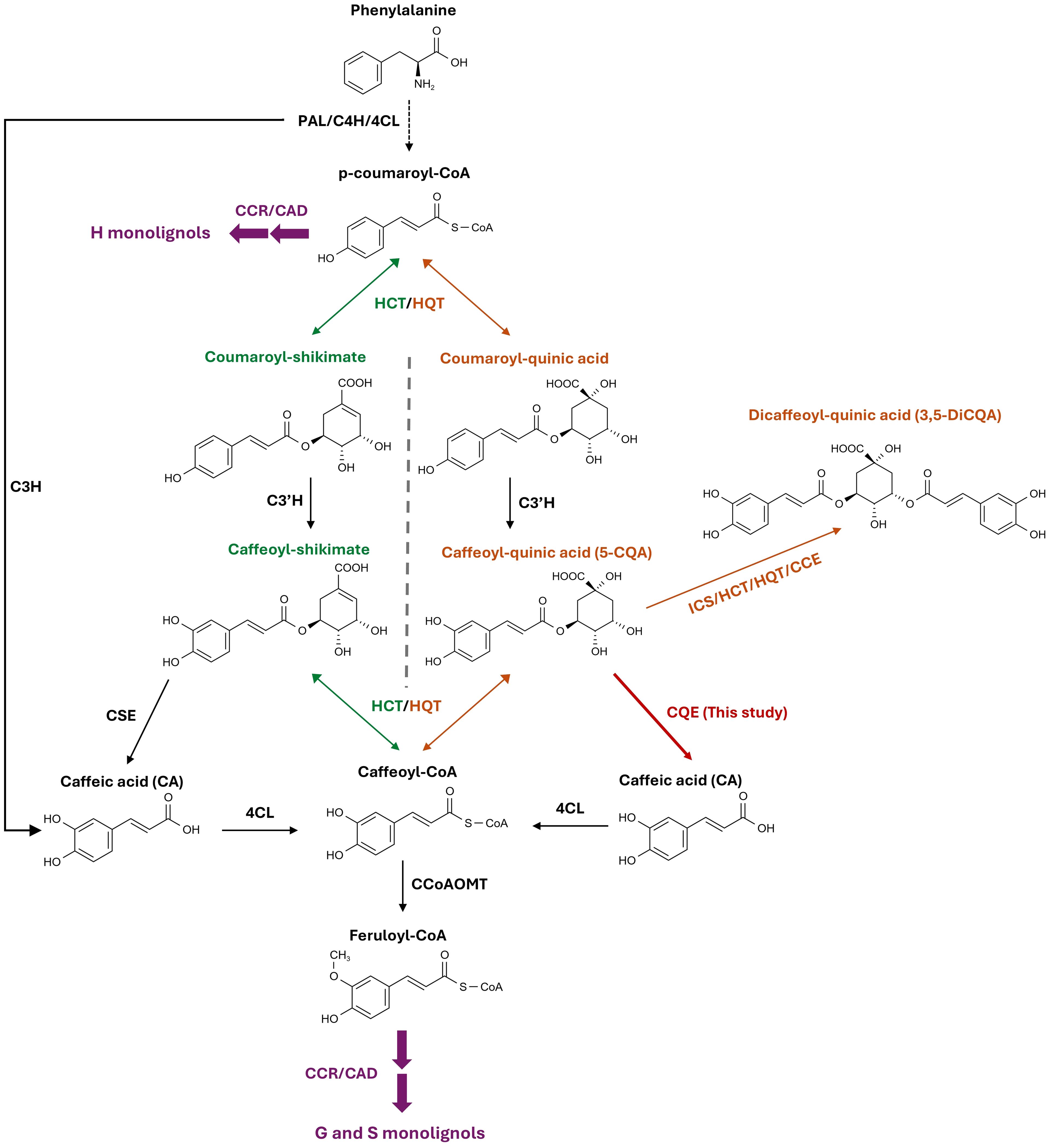 Flowchart illustrating the biochemical pathway from phenylalanine to various acids via enzymes. Key compounds include p-coumaroyl-CoA, coumaroyl-shikimate, caffeoyl-shikimate, and dicaffeoyl-quinic acid. Enzymes like PAL, C3'H, HCT, HQT, and others mediate transitions, leading to lignin precursor synthesis. The diagram highlights study-specific contributions and intermediate steps with color-coded arrows.