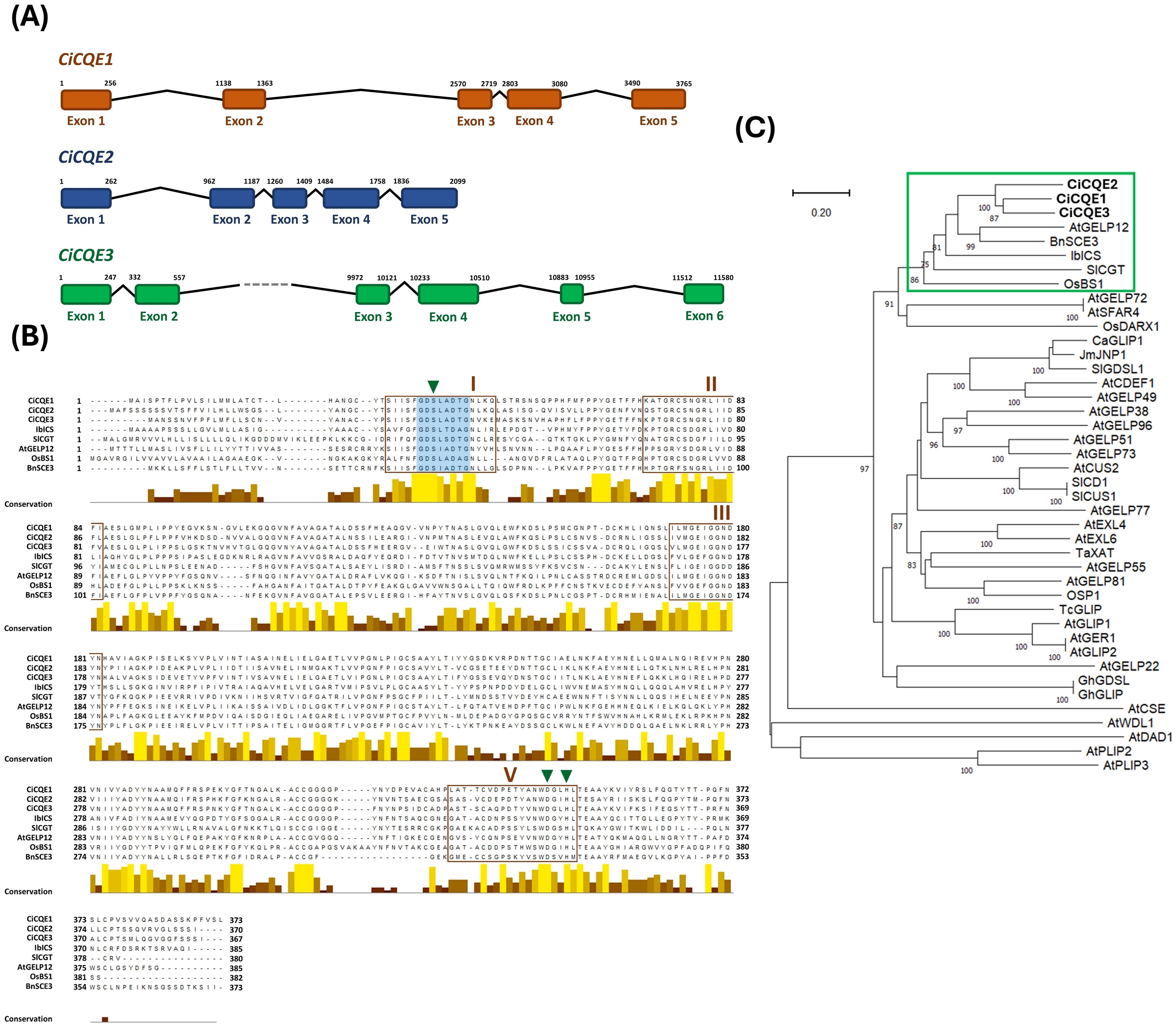 Diagram illustrating three analyses of CiCQE genes. (A) Gene structure of three CiCQEs, highlighting exons and their positions. (B) Protein sequence alignment displaying residues and a conservation histogram. (C) Phylogenetic tree depicting relationships among different CQE sequences across species.