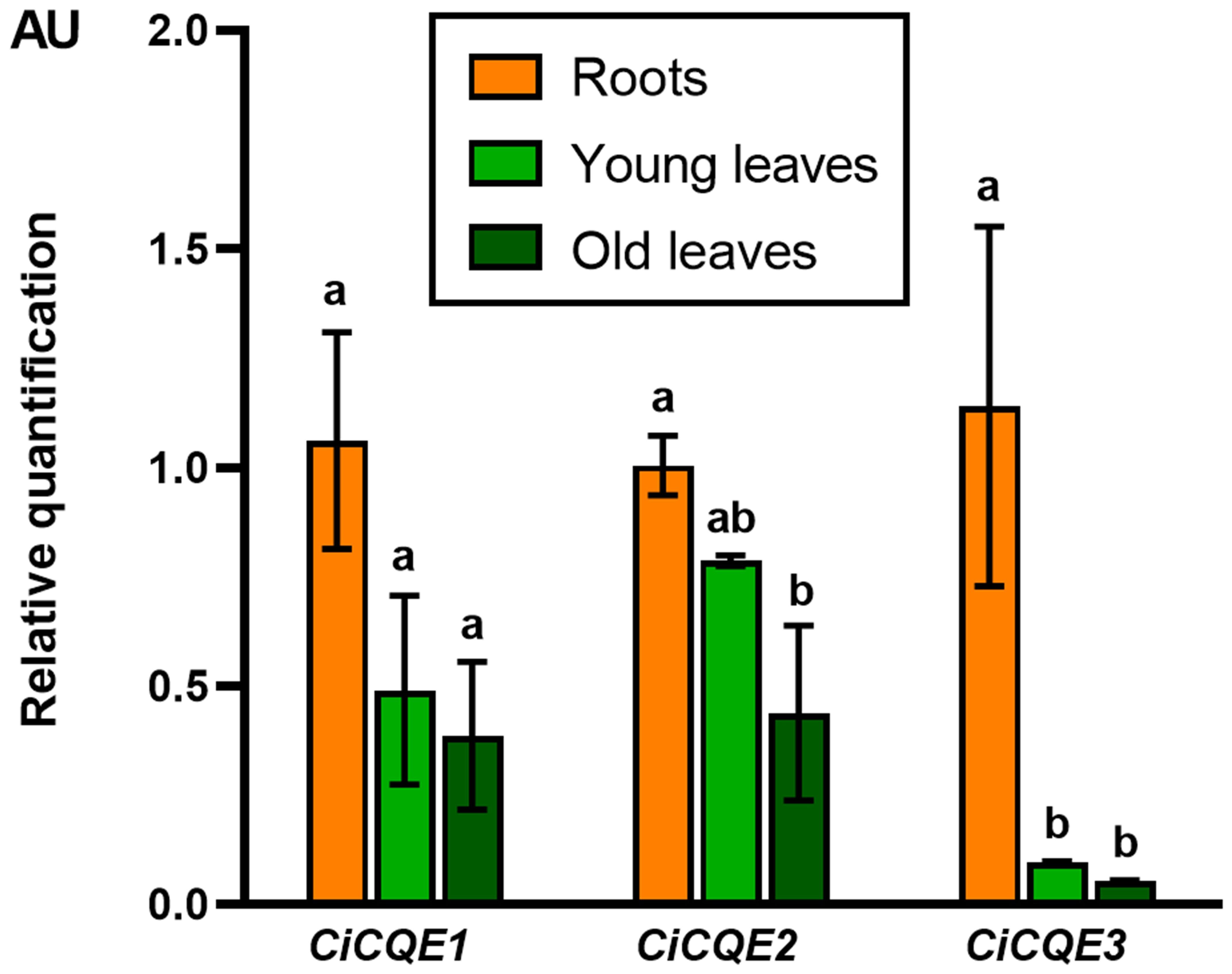 Bar chart showing the relative quantification of CiCQE1, CiCQE2, and CiCQE3 in roots, young leaves, and old leaves. Roots (orange) have the highest levels across all three, while young leaves (light green) and old leaves (dark green) have lower levels with CiCQE2. Different letters above bars indicate significant differences.