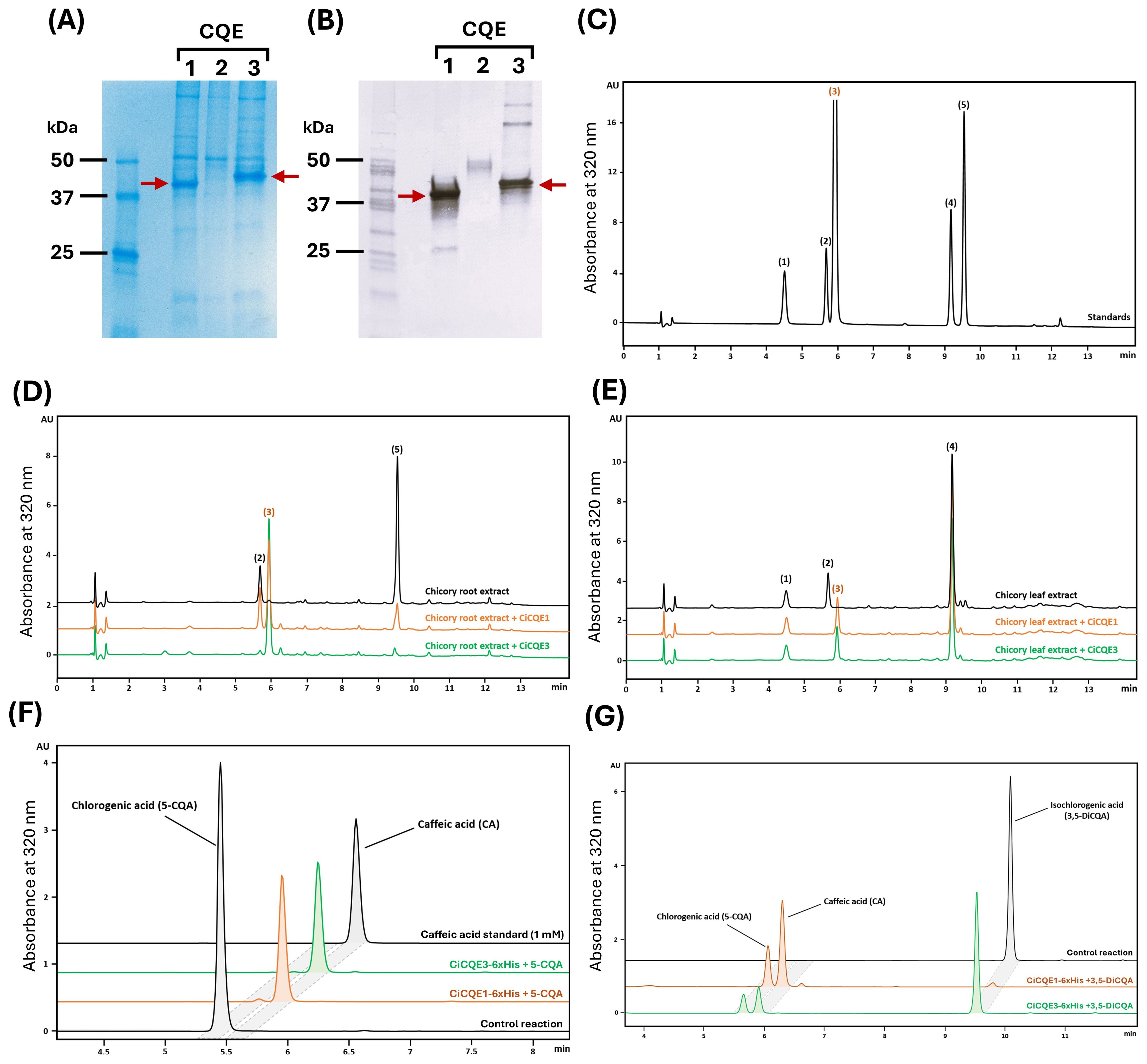 (A) and (B) show gel electrophoresis images with three lanes labeled CQE, highlighting bands around 37 kDa. (C), (D), (E) show chromatograms of extracts with absorbance at 320 nm, each displaying peaks labeled numerically. (F) and (G) chromatograms illustrate absorbance at 320 nm for chlorogenic, caffeic, and isochlorogenic acids with specific conditions, labeled peaks, and control reactions.