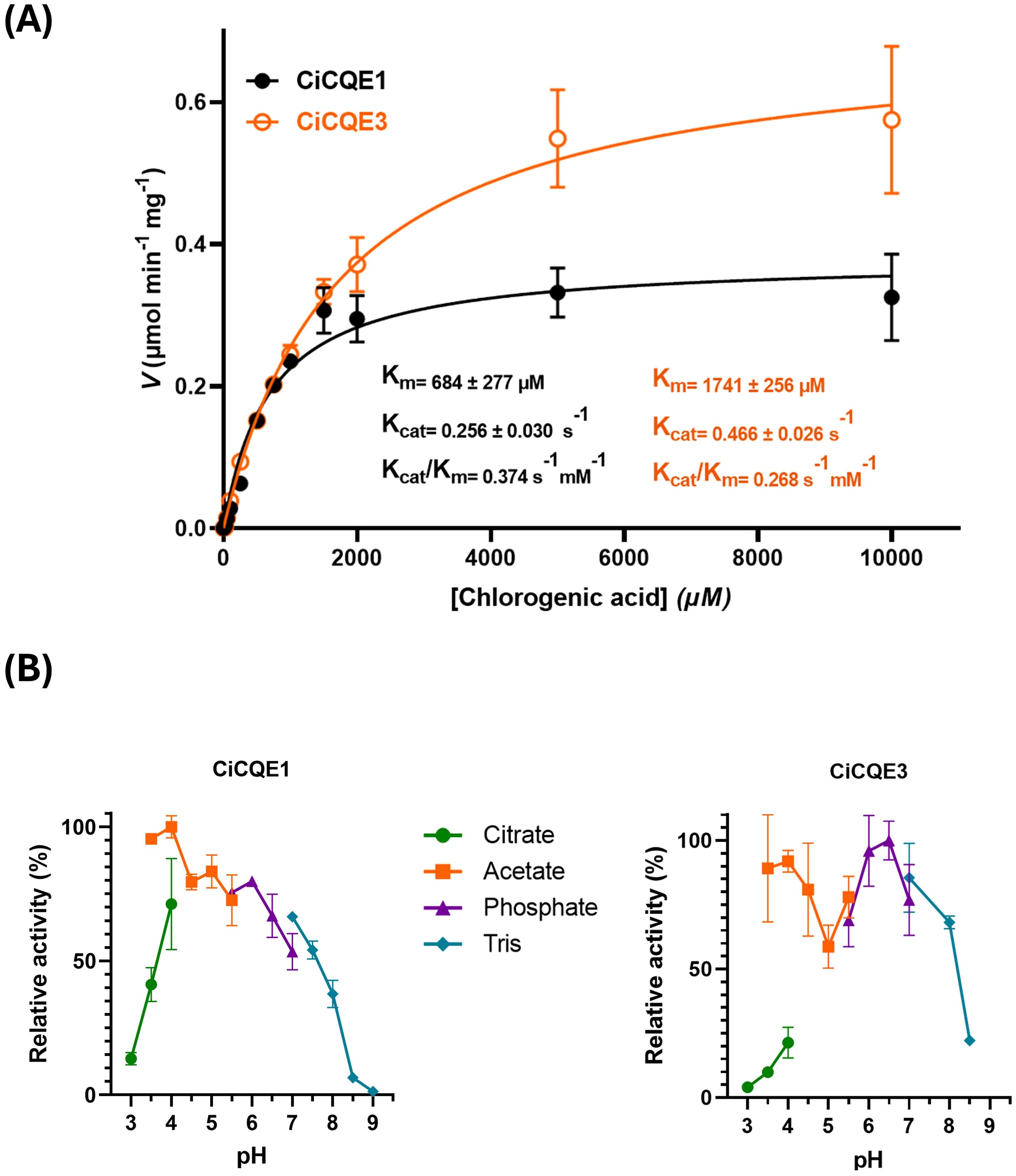 (A) Plot showing enzyme activity of CiCQE1 and CiCQE3 against chlorogenic acid concentration. CiCQE1 (black circles) and CiCQE3 (orange circles) exhibit different kinetic parameters: \(K_m\), \(K_{cat}\), and \(K_{cat}/K_m\). (B) Two graphs displaying relative activity of CiCQE1 and CiCQE3 across pH levels 3 to 9 with different buffers: citrate (green), acetate (orange), phosphate (purple), and tris (blue). Each buffer's impact on enzyme activity is shown.