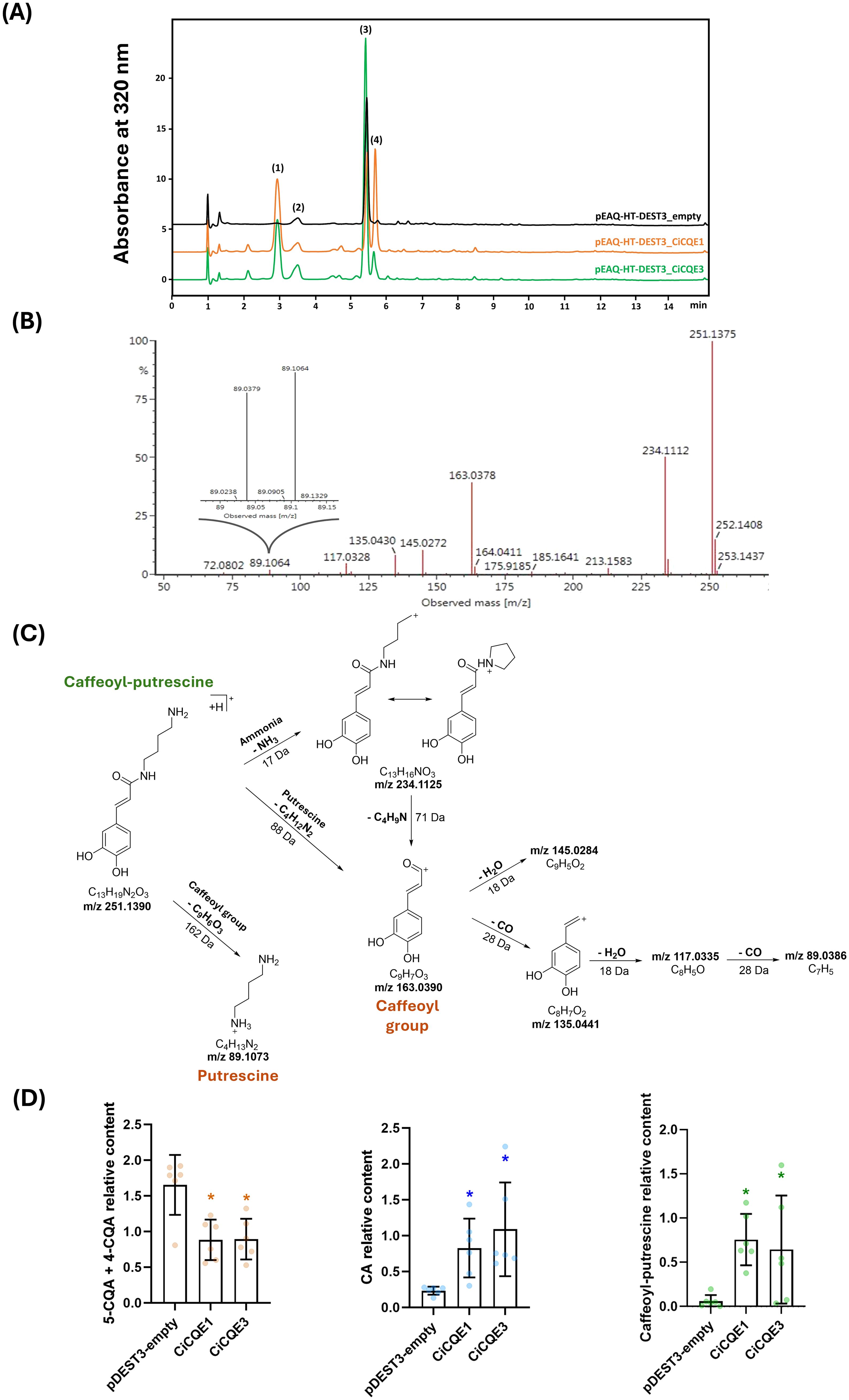 A set of biochemical analysis images: (A) Chromatogram showing absorbance at 320 nm for three samples. (B) Mass spectrum with peaks labeled by m/z values. (C) Chemical structures illustrating the breakdown of caffeoyl-putrescine. (D) Three bar graphs comparing relative contents of 5-CQA plus 4-CQA, CA, and caffeoyl-putrescine among pDEST3-empty, CiCGE1, and CiCGE3 samples.