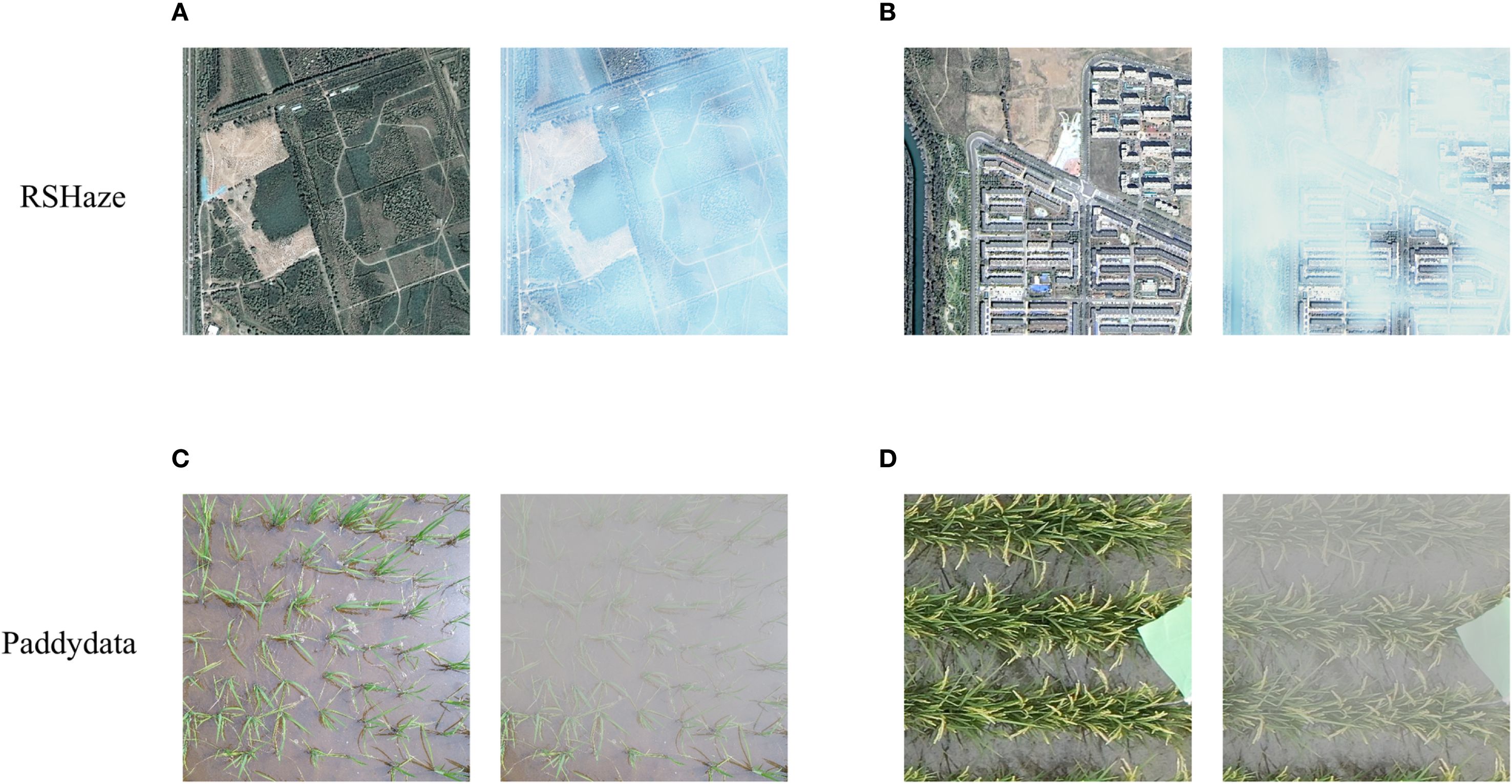 Satellite images show two groups labeled RSHaze and Paddydata. Group A displays a forested area with a clear and a hazy version. Group B depicts an urban area with the same clear and hazy effect. Group C shows rice plants in a field in both clear and hazy conditions, while Group D displays rows of another crop under similar conditions.
