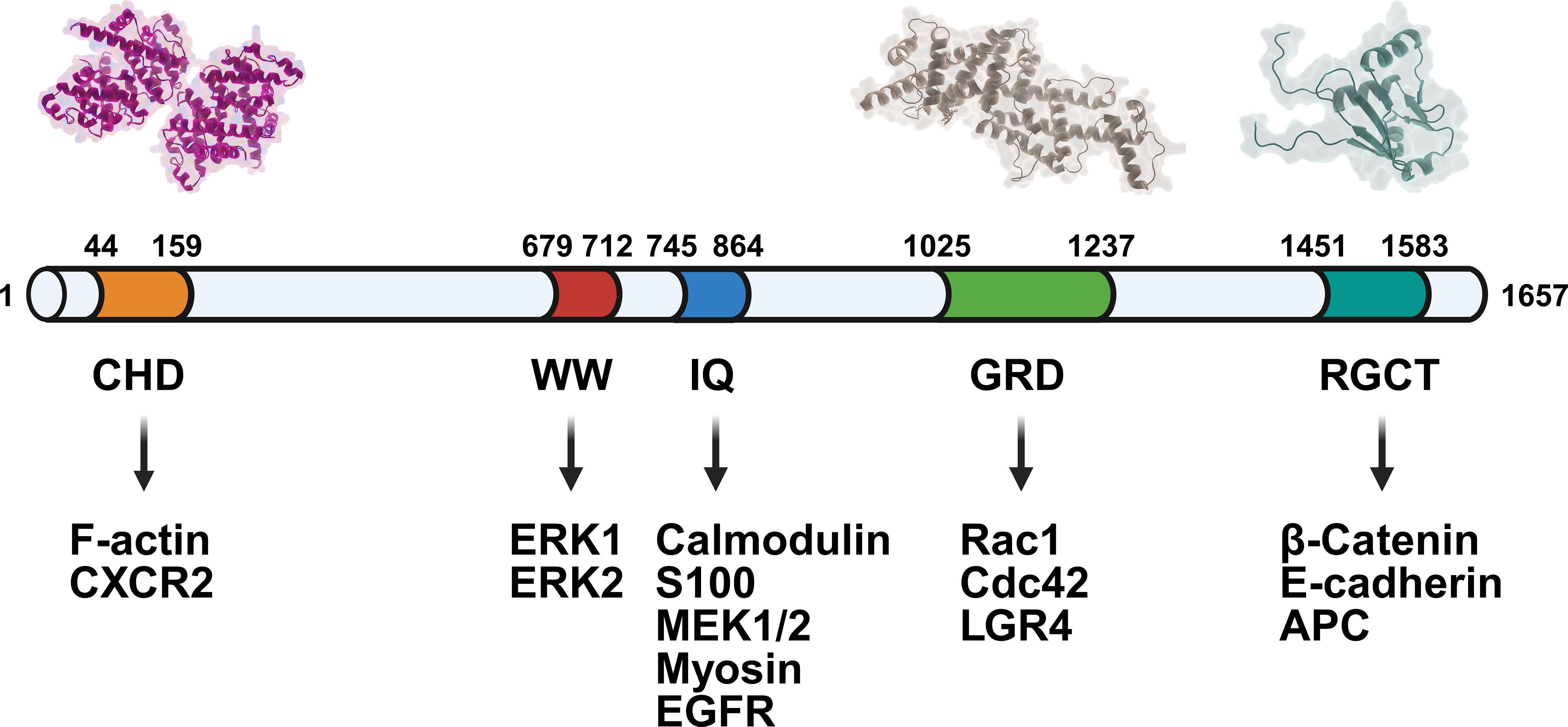 Diagram showing the domain structure of a protein with schematic representations of binding partners. Sections include CHD (F-actin, CXCR2), WW (ERK1, ERK2), IQ (Calmodulin, S100, MEK1/2, Myosin, EGFR), GRD (Rac1, Cdc42, LGR4), and RGCT (β-Catenin, E-cadherin, APC). Specific binding sites are highlighted in color.