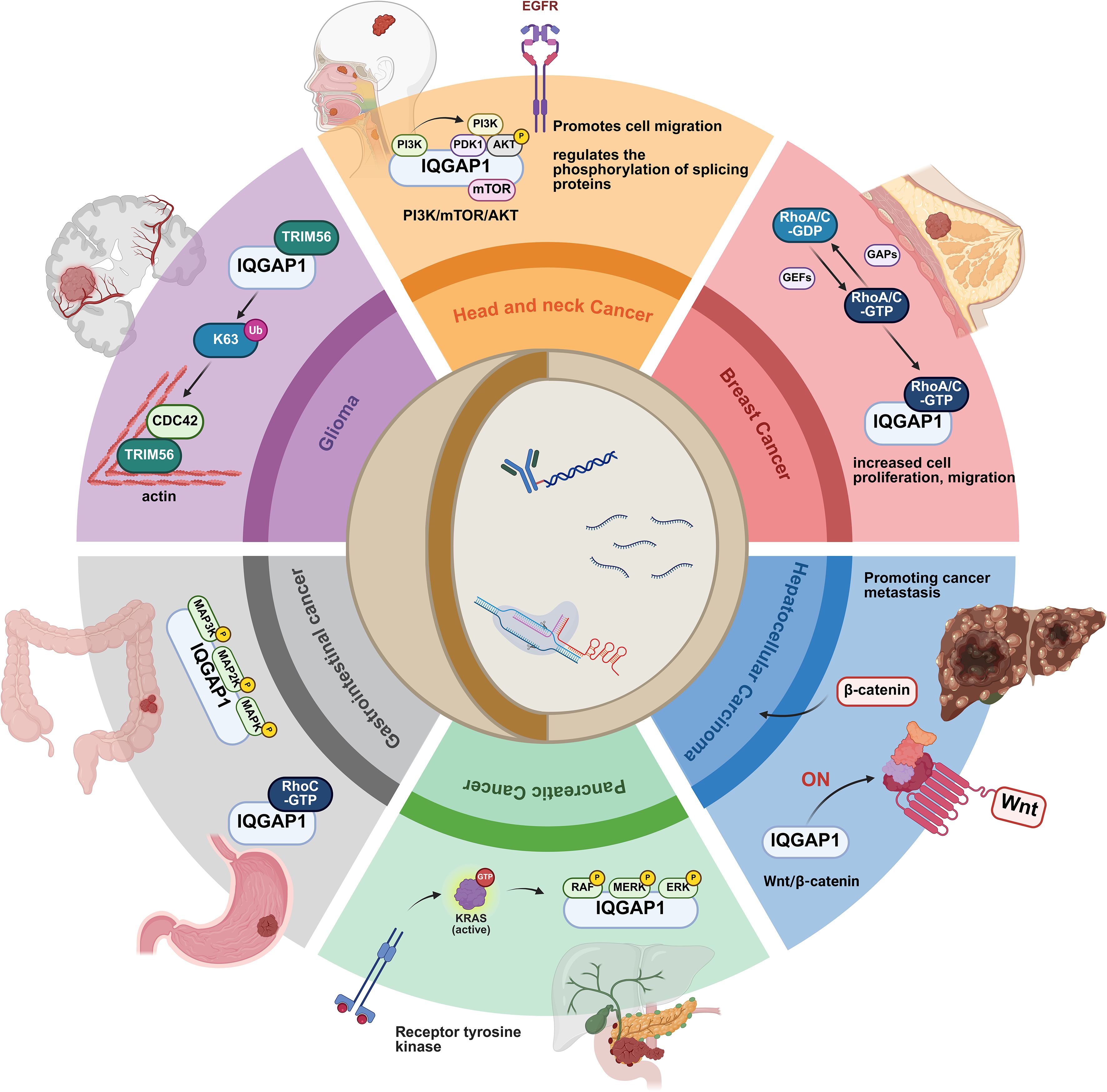 Diagram illustrating various cancer types and the involvement of IQGAP1 in their progression. It includes glioma, head and neck cancer, breast cancer, hepatocellular carcinoma, pancreatic cancer, and gastrointestinal cancer. Each section shows signaling pathways and molecular interactions specific to the cancer type, highlighting proteins such as TRIM56, CDC42, RhoA/C, β-catenin, KRAS, and receptor tyrosine kinase. Overall, the diagram emphasizes IQGAP1’s role in regulating cell migration, proliferation, and metastasis across different cancers.