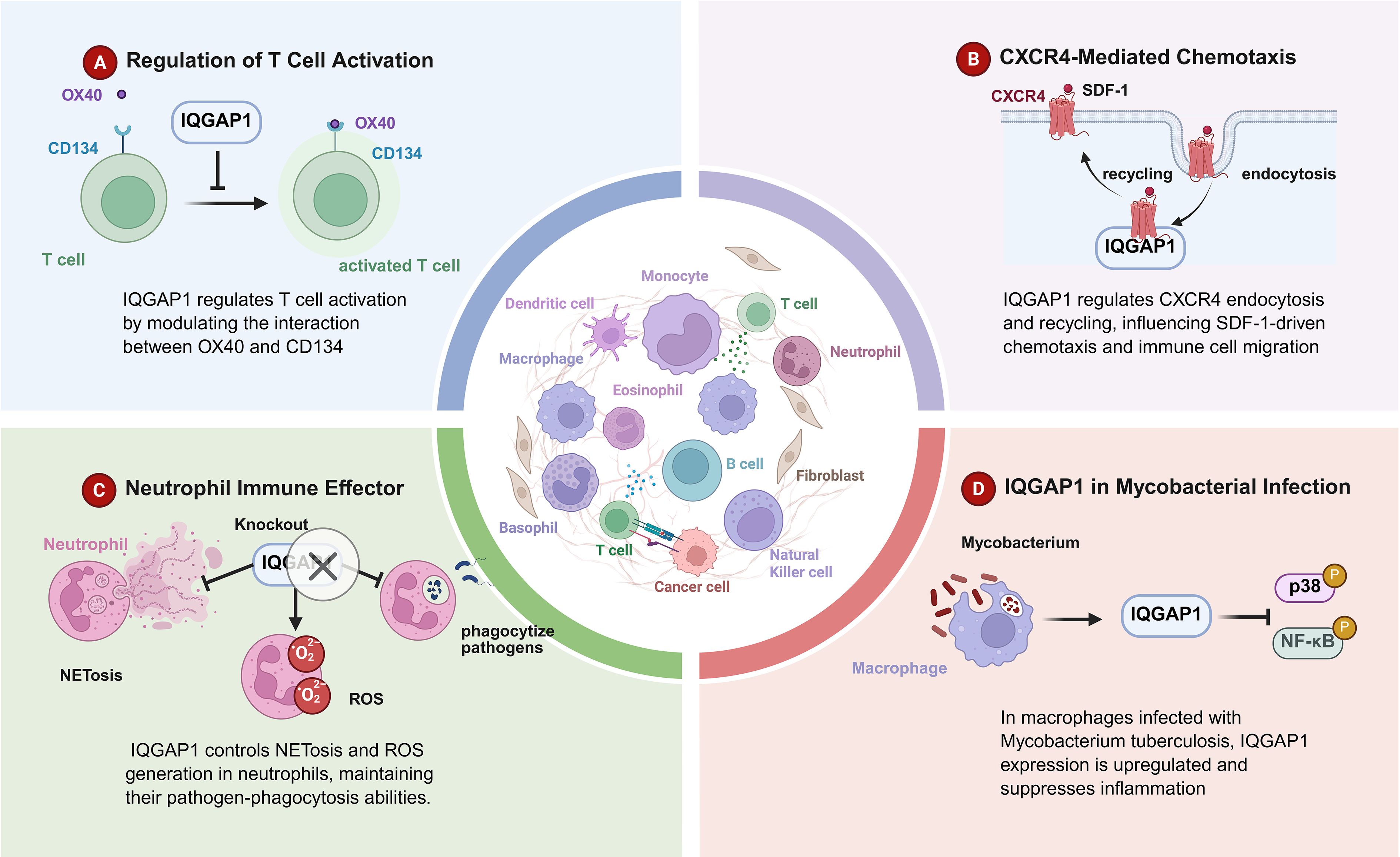 Diagram illustrating the roles of IQGAP1 in immune responses. Panel A shows IQGAP1 regulating T cell activation via OX40 and CD134. Panel B depicts IQGAP1's role in CXCR4-mediated chemotaxis, affecting SDF-1-driven migration. Panel C explains IQGAP1's control of NETosis and ROS in neutrophils. Panel D highlights IQGAP1's upregulation and anti-inflammatory effects in macrophages infected with mycobacteria. The central image displays various immune cells, including T cells, B cells, and macrophages.