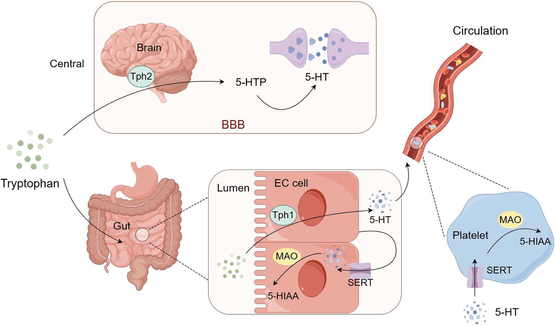 Diagram illustrating serotonin biosynthesis and metabolism. Tryptophan enters the gut and is converted by Tph1 in enterochromaffin (EC) cells to 5-HTP, then to 5-HT, some of which enters circulation. In the brain, Tph2 converts tryptophan to 5-HTP, forming 5-HT. In the bloodstream, 5-HT is taken up by platelets. MAO metabolizes 5-HT to 5-HIAA in gut and platelets. SERT helps transport 5-HT back. BBB denotes the blood–brain barrier.