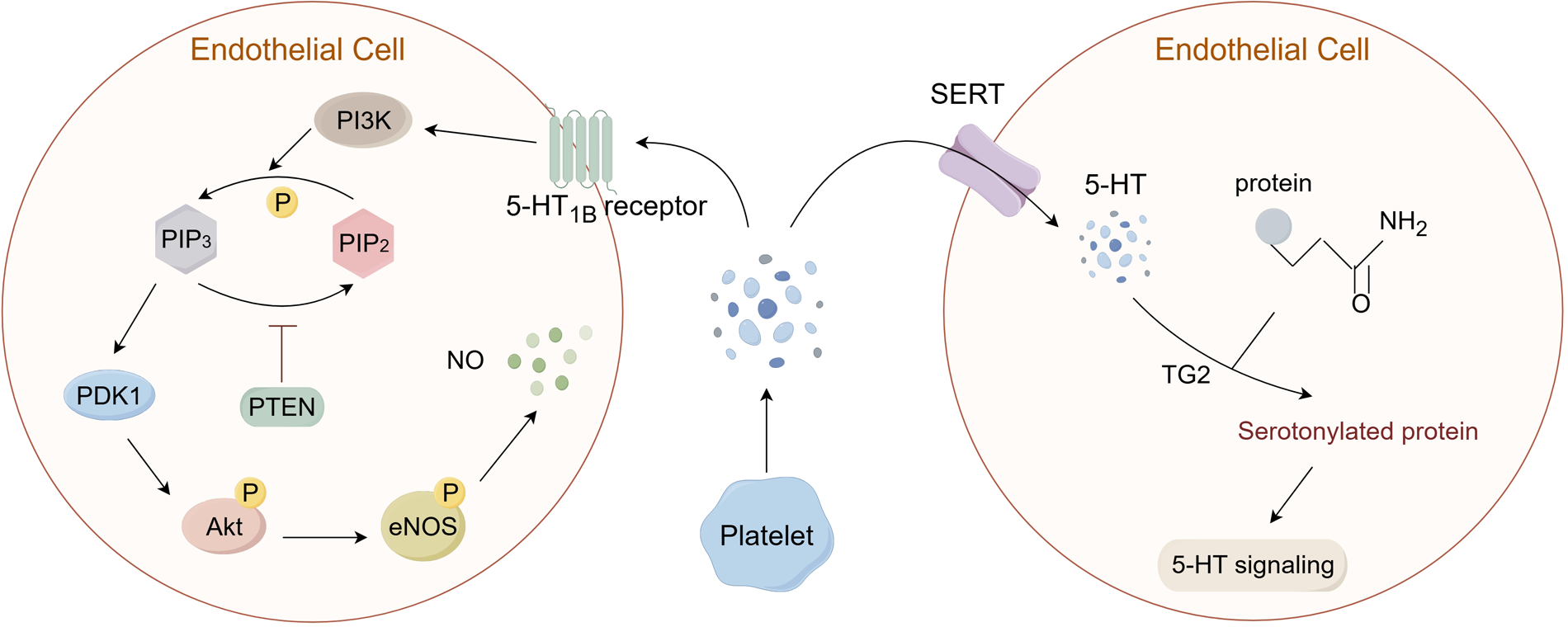 Diagram showing serotonin (5-HT) signaling pathways in endothelial cells and platelets. In the endothelial cell, the PI3K pathway activates elements like PDK1 and eNOS, producing nitric oxide. In platelets, the SERT transporter affects serotonin levels, with TG2 impacting serotonylated protein formation, leading to 5-HT signaling.