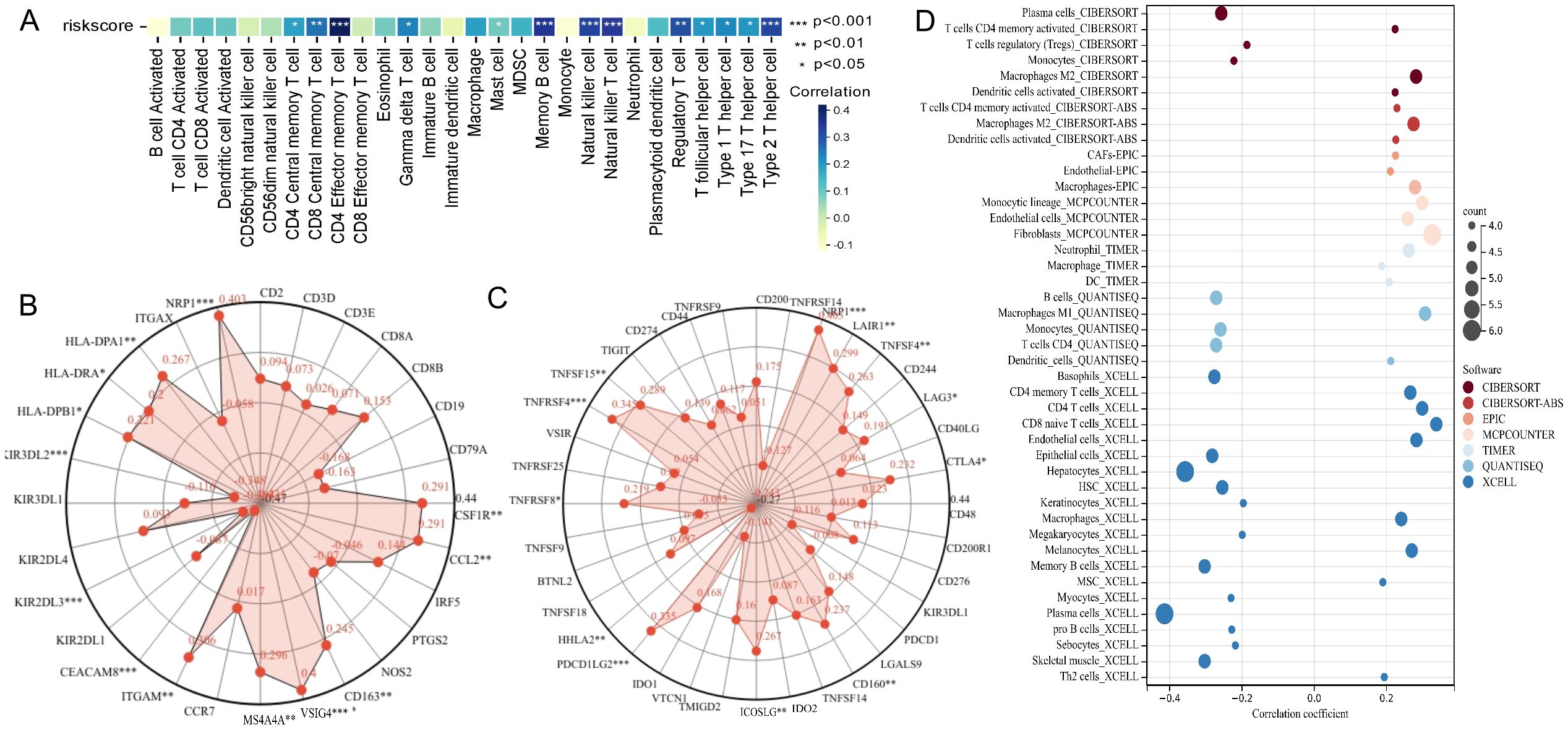 A multi-part figure showing: A. A heatmap indicating the correlation of immune cell types with a risk score. Correlation values are shown on a color scale from -0.1 to 0.4, with significance levels denoted by asterisks. B and C. Radar charts displaying expression levels of various immune-related genes, with significant correlations highlighted. D. A bubble plot illustrating the correlation coefficients of different immune cells analyzed by various software tools, with bubble size representing the count and color indicating the software used.