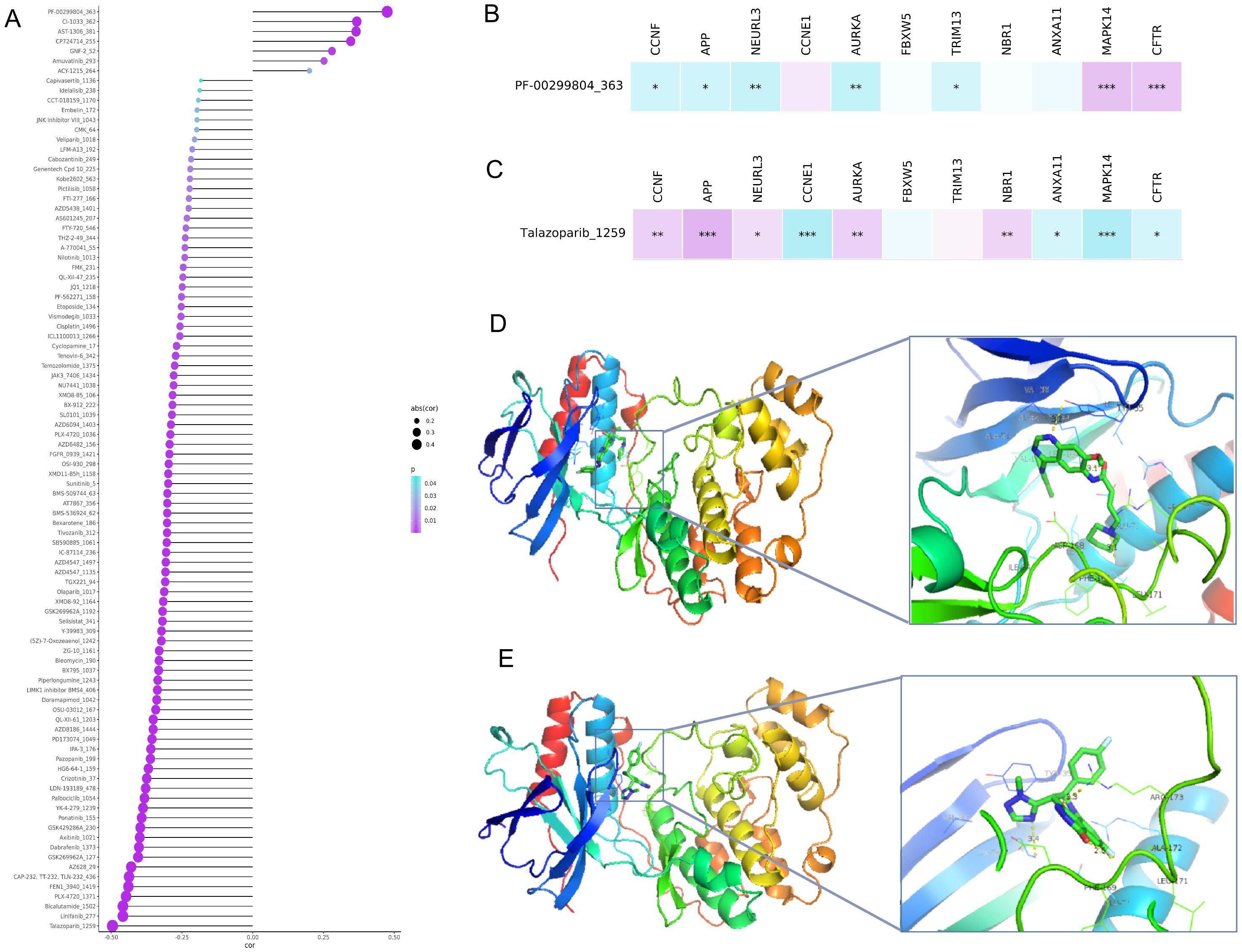 Graphical abstract of a scientific study with four panels. Panel A is a dot plot ranking items by “CCF” using dots in varying sizes and colors. Panels B and C show colored matrices with row labels “PF-00299804_363” and “Talazoparib_1259” highlighting gene interactions with asterisks. Panels D and E depict protein structures in ribbon format, with close-up views showing molecular interactions.