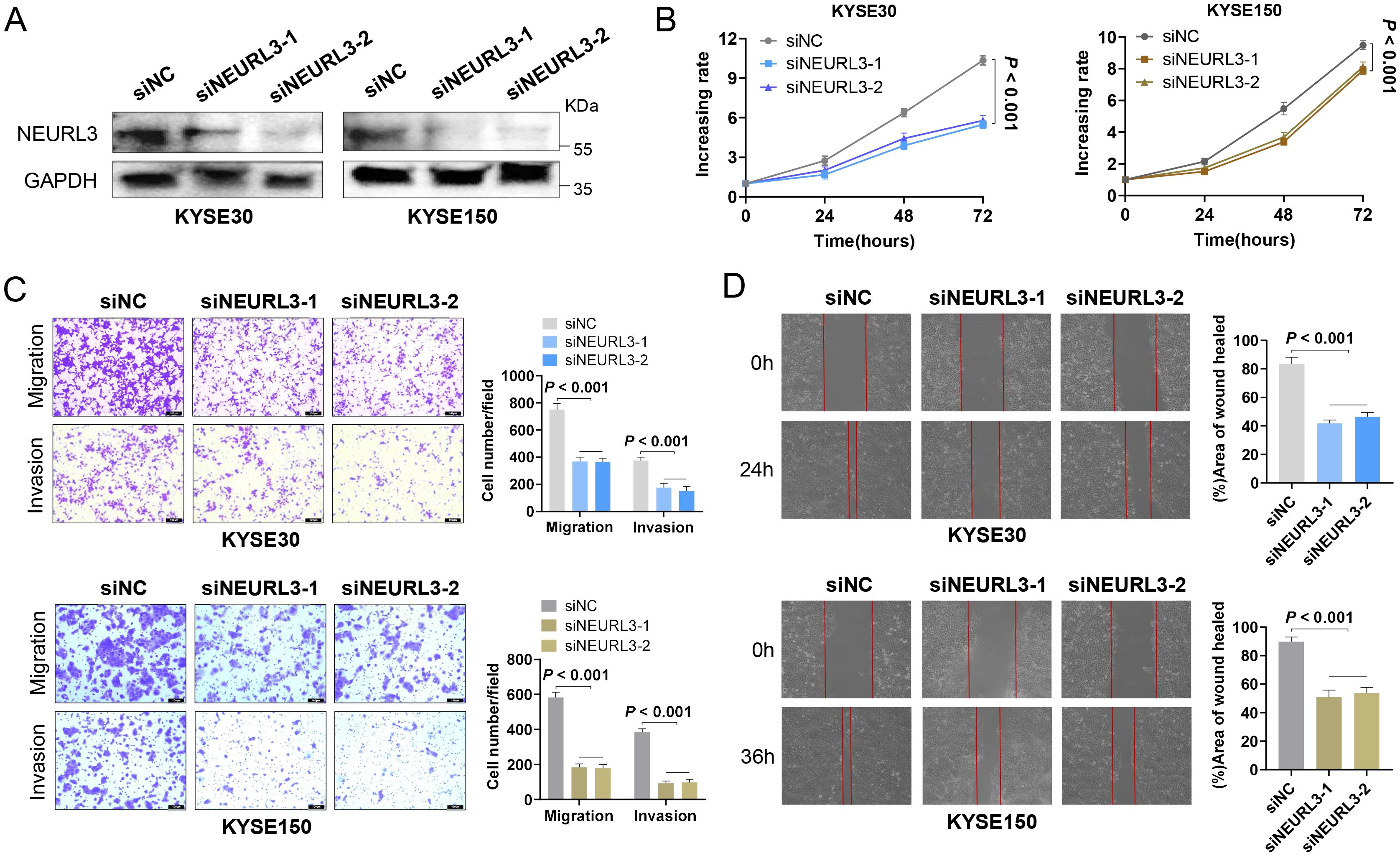 Panel A shows Western blot analysis of NEURL3 and GAPDH expression in KYSE30 and KYSE150 cells transfected with siNC, siNEURL3-1, and siNEURL3-2. Panel B displays growth curves comparing increasing rates of KYSE30 and KYSE150 cells treated with siNC, siNEURL3-1, and siNEURL3-2 over seventy-two hours. Panel C features migration and invasion assay results with bar charts illustrating cell numbers per field, demonstrating significant differences. Panel D depicts wound healing assays with images at zero, twenty-four, and thirty-six hours, alongside bar charts indicating the percentage of area healed. P values are indicated as significant.