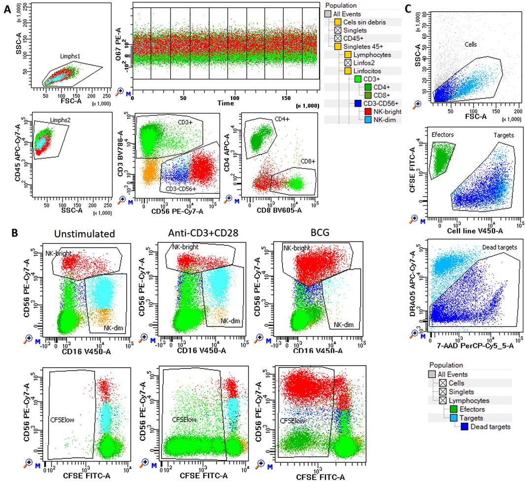 Flow cytometry analysis showing various cell populations. Panel A illustrates lymphocyte gating, CD3, CD4, CD8, and CD56 markers. Panel B compares unstimulated cells, anti-CD3+CD28, and BCG-stimulated cells, highlighting NK-bright and NK-dim cells. Panel C presents general cell distribution and target/effector interaction, indicating dead targets. The legend categorizes populations by color: lymphocytes, CD45+, CD3+, CD4+, CD8+, NK-bright, and NK-dim cells.