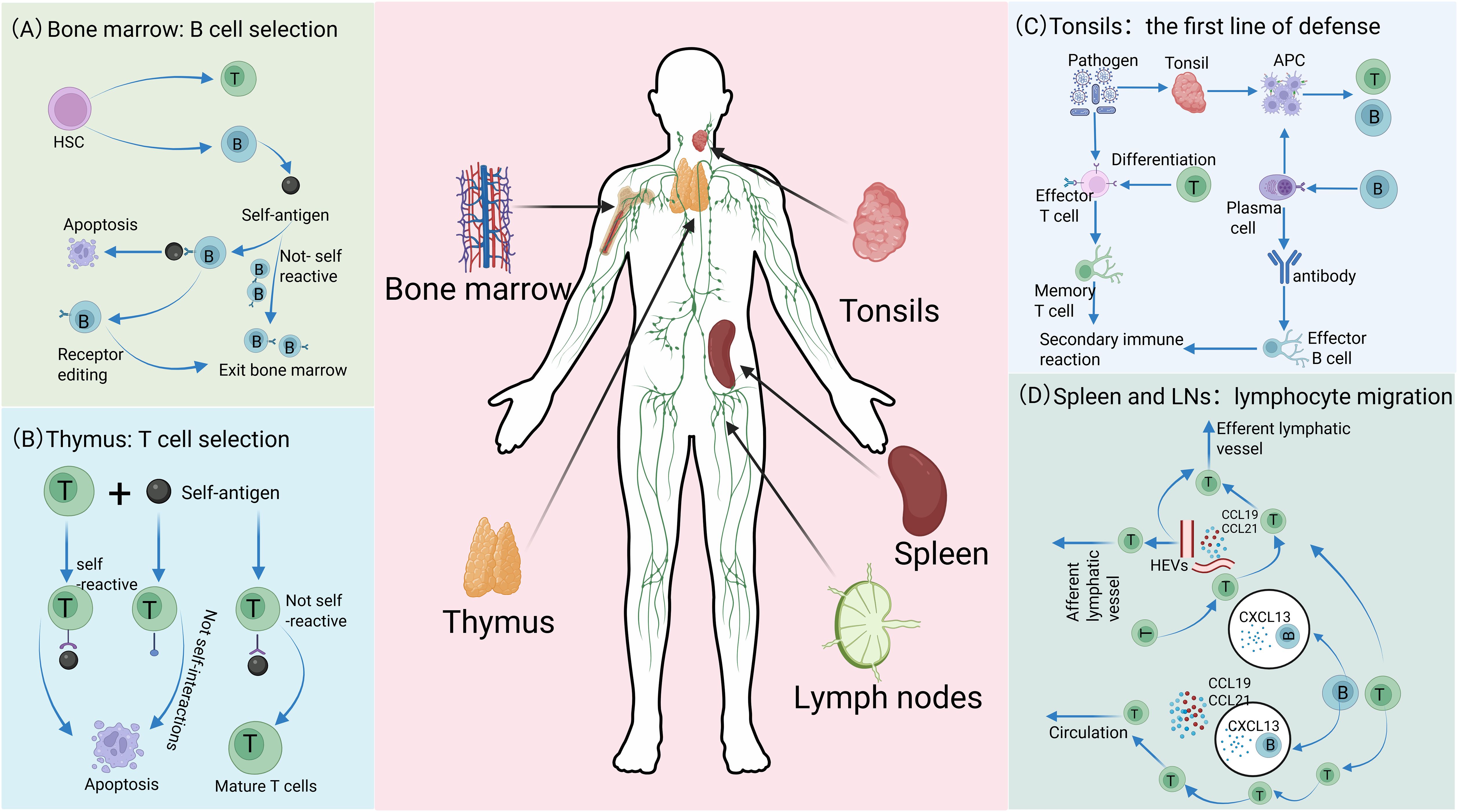 Diagram illustrating the human lymphatic system and immune processes. Center: Human figure with bone marrow, tonsils, thymus, spleen, and lymph nodes highlighted. (A) B cell selection in bone marrow, showing pathways leading to apoptosis or maturation. (B) T cell selection in thymus, detailing self and non-self interactions leading to apoptosis or maturation. (C) Tonsils as the first defense, showing pathogen response and differentiation into effector T and B cells. (D) Spleen and lymph nodes, depicting lymphocyte migration via lymphatic vessels and circulation.