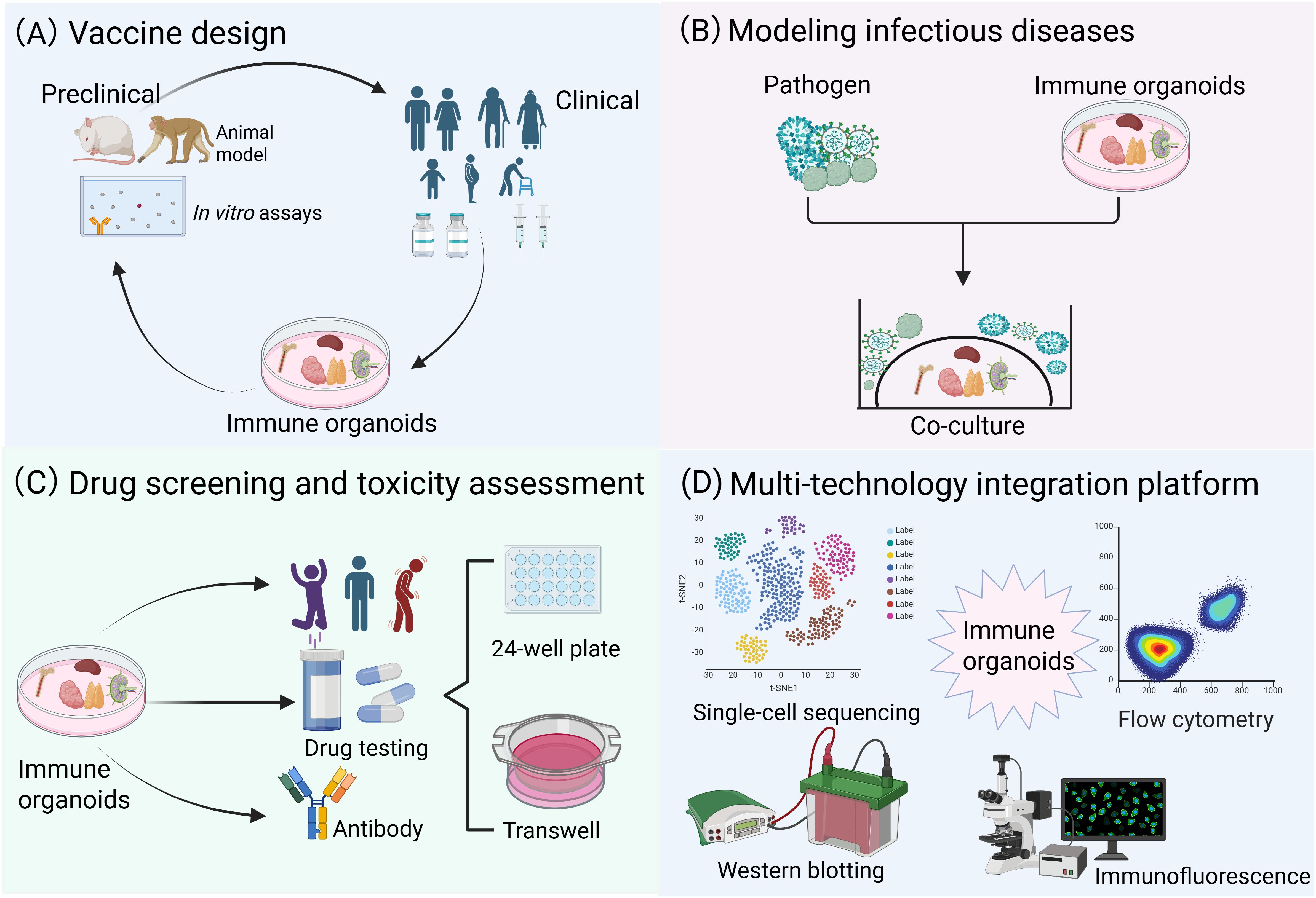 Diagram with four panels showing applications of immune organoids. (A) Vaccine design involves preclinical animal models, in vitro assays, and clinical trials. (B) Modeling infectious diseases includes co-culturing pathogens with immune organoids. (C) Drug screening and toxicity assessment utilize immune organoids for drug testing and antibody development, using a 24-well plate and Transwell system. (D) Multi-technology integration platform describes methods like single-cell sequencing, flow cytometry, Western blotting, and immunofluorescence for analyzing immune organoids.
