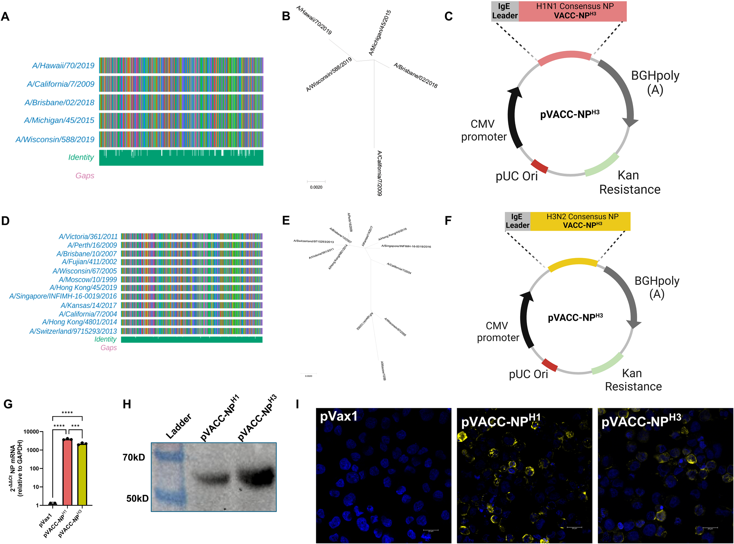 Panel A shows a sequence alignment of various influenza strains. Panel B displays a phylogenetic tree of selected influenza strains. Panel C illustrates the pVACC-NP^H1 DNA construct with labeled elements. Panel D shows another sequence alignment of influenza strains. Panel E presents a phylogenetic tree of a different set of strains. Panel F illustrates the pVACC-NP^H3 DNA construct. Panel G is a bar graph displaying NP mRNA levels for different constructs. Panel H shows a Western blot analyzing protein expression of pVACC-NP^H1 and pVACC-NP^H3. Panel I presents fluorescence microscopy images showing cellular localization of the constructs.