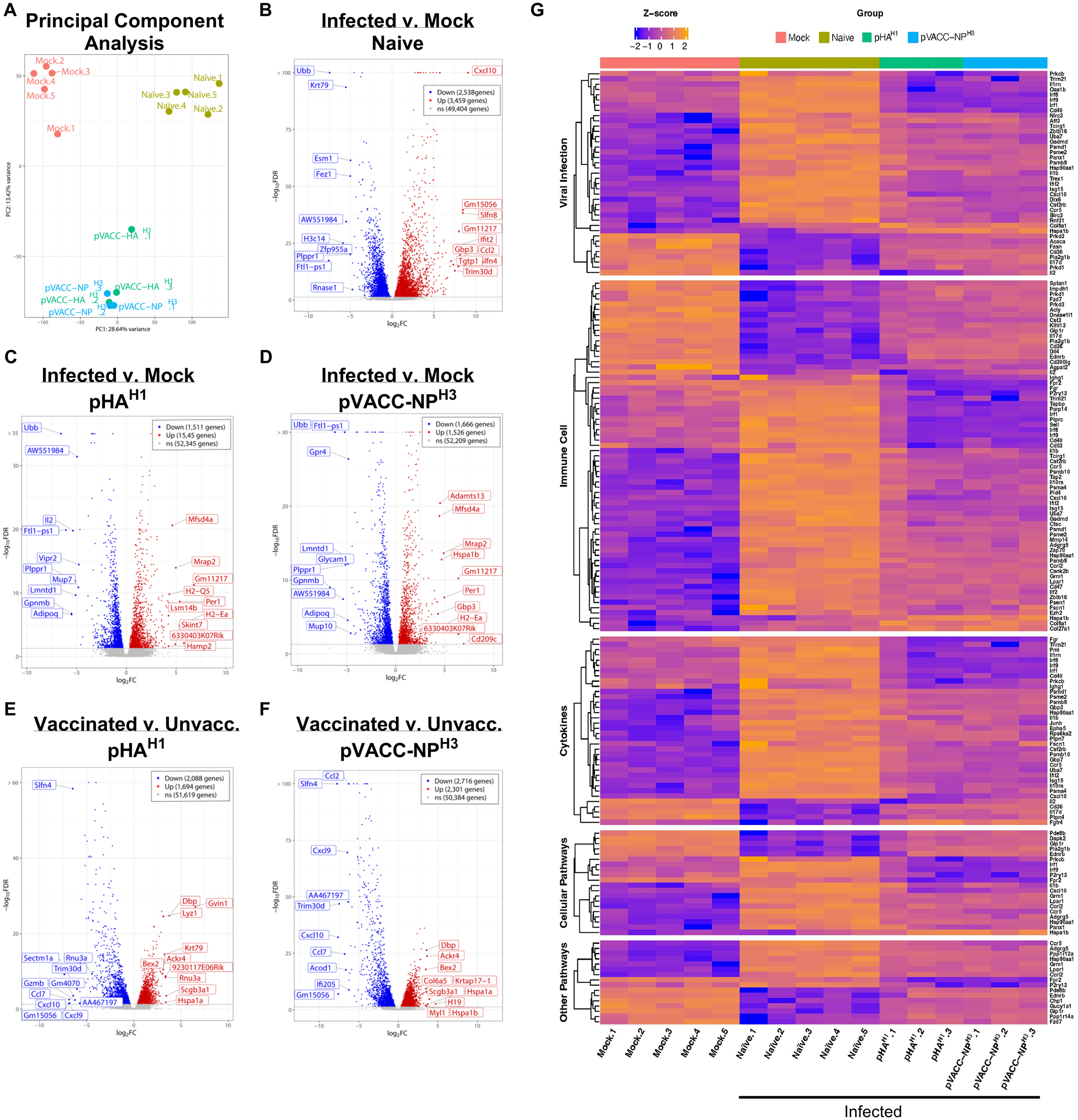 Principal component analysis and volcano plots (A-F) show genetic expression changes across different vaccination statuses: mock, naive, pHAH1, pVACCPNP3. (A) Principal component analysis; (B-F) Volcano plots for infected vs. mock/naive/vaccinated groups. (G) Heatmap displays gene expression with Z-scores, categorized into viral infection, immune cell, glycosides, guanine exchange factors, and other pathways. Color coding indicates expression levels and group differences.