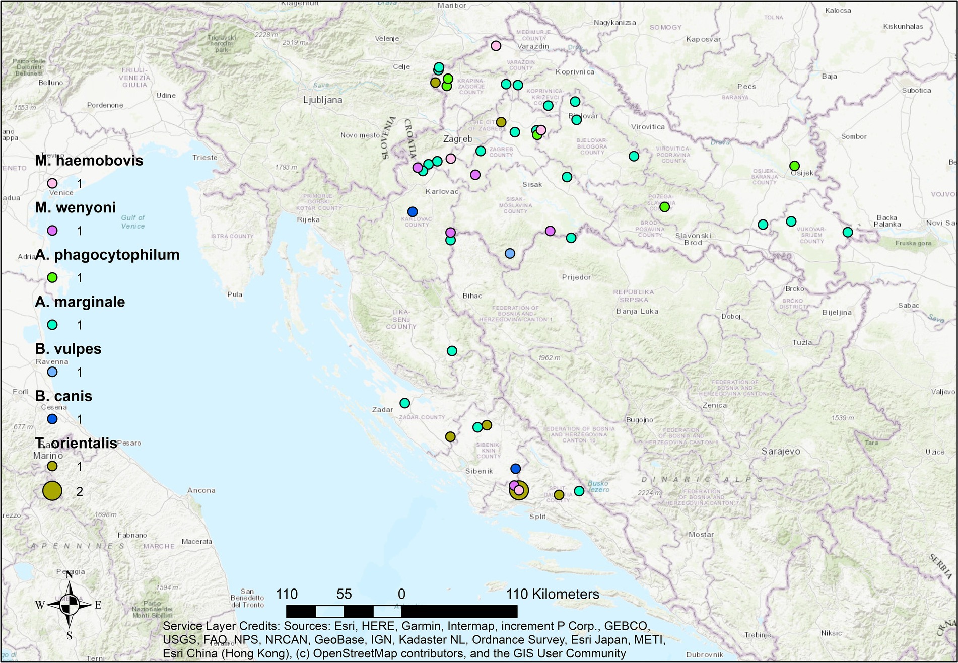 Map of Croatia and surrounding areas showing distribution of five pathogens: *Mycoplasma haemobovis*, *Mycoplasma wenyonii*, *Anaplasma phagocytophilum*, *Anaplasma marginale*, *Babesia vulpes*, *Babesia canis*, and *Theileria orientalis*. Dots in different colors represent occurrences of each pathogen in various locations, with a legend indicating pathogen names and case numbers. The scale bar shows a distance of 110 kilometers.