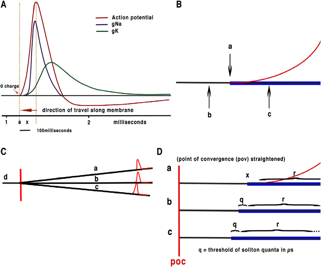 Scientific illustration with four panels related to action potentials. Panel A shows graphs of action potential, gNa, and gK over milliseconds, illustrating the direction of travel along the membrane. Panel B depicts a diagram with an upward curve labeled a and arrows labeled b and c. Panel C illustrates convergence with lines a, b, c, and d converging to a point. Panel D shows quantum convergence with levels a, b, c aligned with a point of convergence, labeled x, q, r, and a note on soliton quanta thresholds.