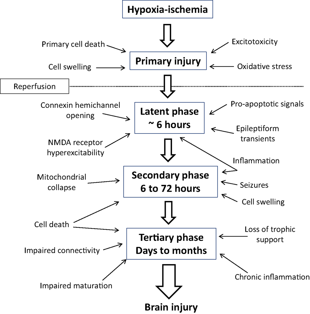 Perinatal Hypoxic Ischemic Encephalopathy