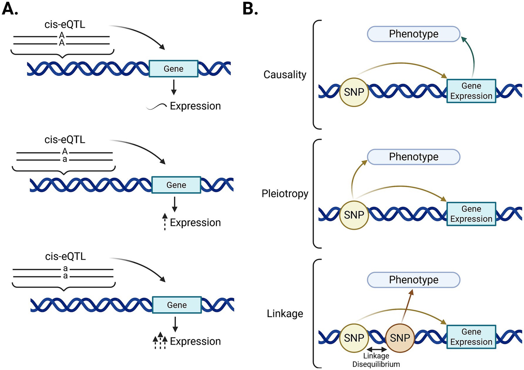 Diagram illustrating genetic relationships. Panel A shows three scenarios of cis-eQTL effects on gene expression: increasing expression with different alleles (A/A, A/a, a/a). Panel B depicts models of genetic causality, pleiotropy, and linkage. Causality shows a direct effect of an SNP on both phenotype and gene expression. Pleiotropy depicts an SNP affecting both gene expression and phenotype via separate pathways. Linkage illustrates two SNPs in linkage disequilibrium affecting gene expression and phenotype independently.