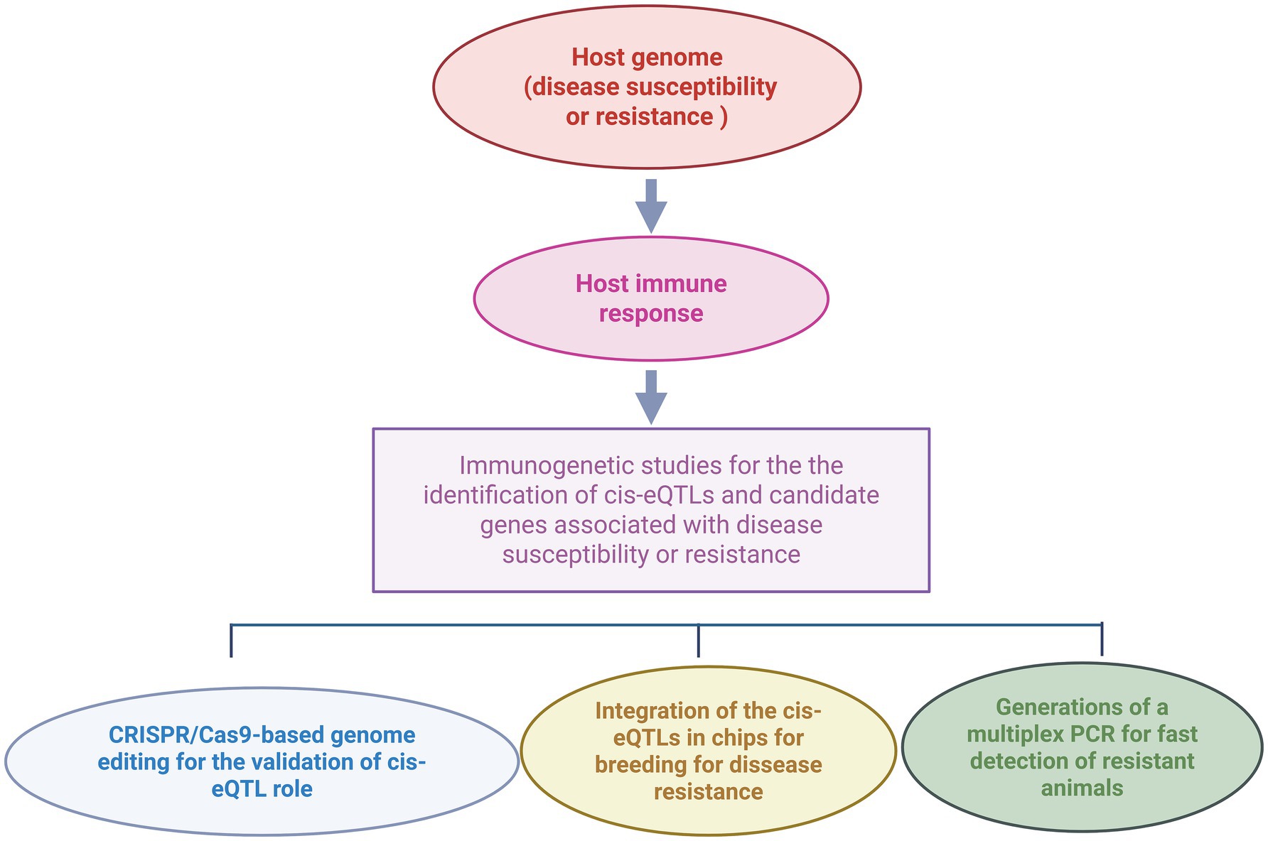 Flowchart depicting the process of immunogenetic studies. It begins with