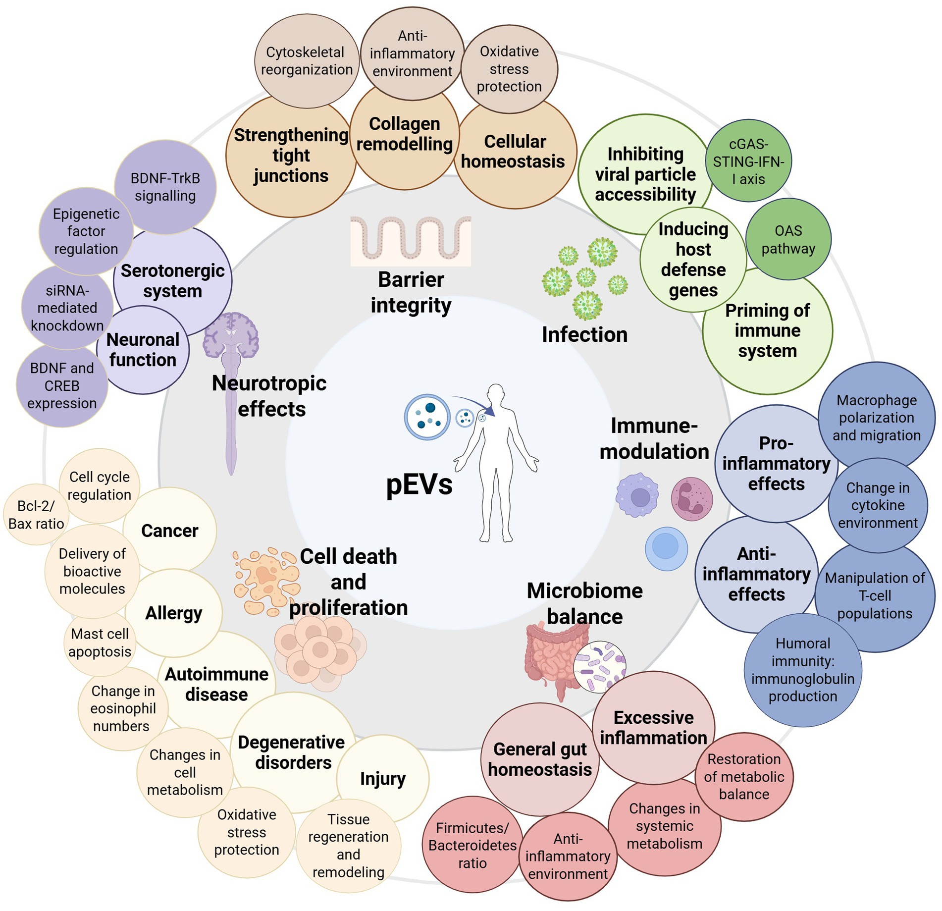 Diagram illustrating the roles of pEVs (Probiotic extracellular vesicles) in various biological functions. Key areas include barrier integrity, infection response, immune modulation, serotonergic system, cell death, cancer, injury, neurotropic effects, microbiome balance, and excessive inflammation. Each area highlights specific processes like collagen remodeling, viral particle inhibition, and gut homeostasis, indicating the broad impact of pEVs on health and disease.