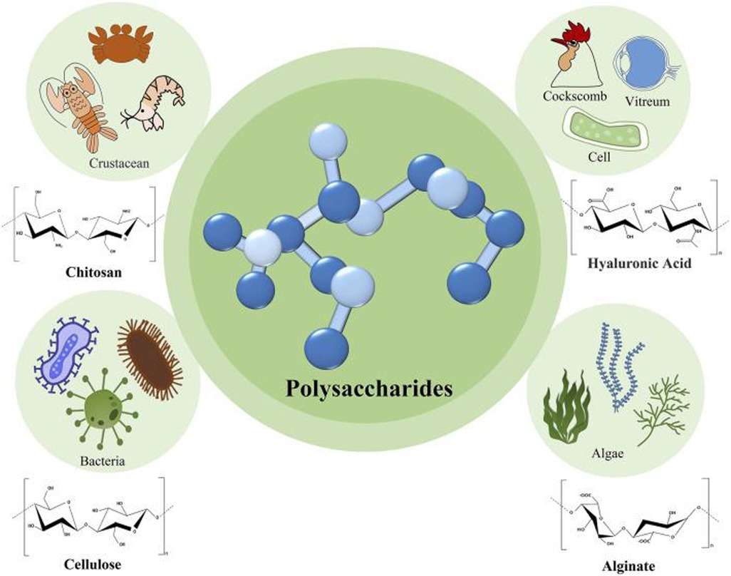 Illustration of a central polysaccharides molecule surrounded by sources of different polysaccharides. Includes crustaceans for chitosan, cockscomb and vitreum for hyaluronic acid, bacteria for cellulose, and algae for alginate. Structural diagrams for each polysaccharide are displayed next to their respective sources.