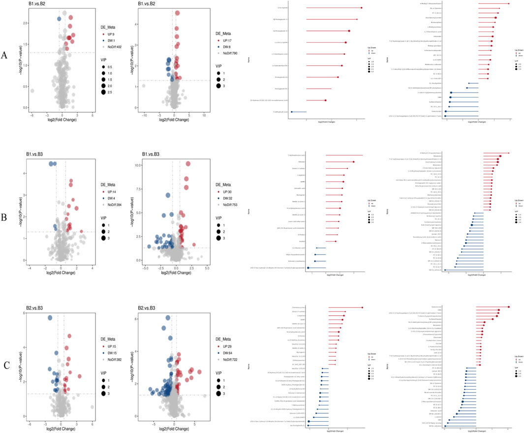 The image consists of three panels labeled A, B, and C. Each panel contains two volcano plots on the left and two bar charts on the right. In the volcano plots, data points are plotted with log2 fold change on the x-axis and negative log10 p-value on the y-axis, highlighting significantly different expressions. Data points are color-coded and vary in size based on significance. The bar charts display differentially expressed genes with colors representing upregulation and downregulation. Each plot includes labeled axes and legends indicating statistical significance and fold change.