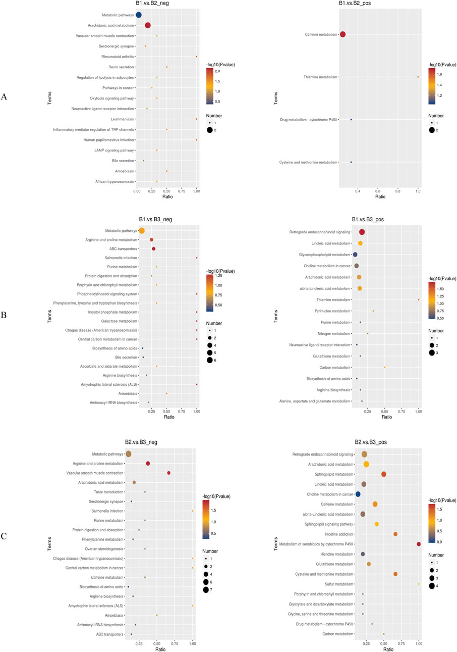 Six scatter plots show enrichment analysis for pairs of groups: B1 vs. B2, B1 vs. B3, and B2 vs. B3, each under negative and positive conditions. Each plot displays terms on the y-axis and ratio on the x-axis, with dot size indicating number and color scale representing negative logarithm of P-value. Key processes involved include metabolic pathways, drug metabolism, and signaling pathways.