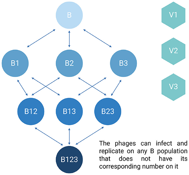 A flowchart illustrating the progression from the initial population labeled “B” to subsequent populations “B1,” “B2,” and “B3,” then to combinations “B12,” “B13,” “B23,” and finally “B123.” Arrows indicate possible transitions. The right shows hexagons labeled “V1,” “V2,” and “V3.” A note states phages can infect any B population lacking its corresponding numbers.