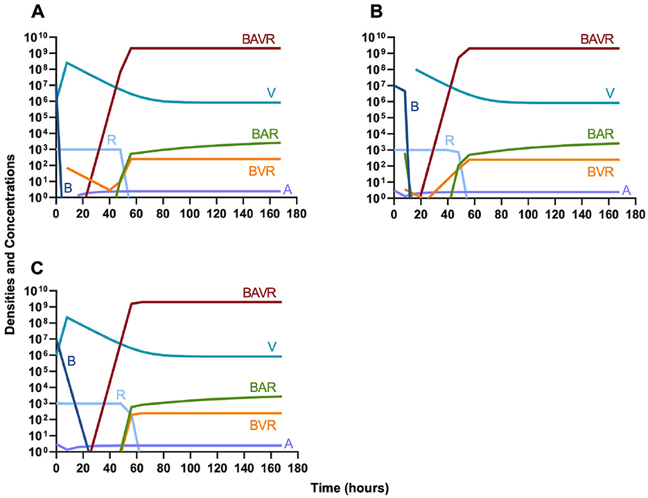 Three line graphs labeled A, B, and C show changes in densities and concentrations over 180 hours. Each graph displays lines for BAVR, V, BAR, BVR, B, R, and A. BAVR starts low and rises sharply, leveling off. V declines slightly. BAR and BVR rise and stabilize. B and R show an initial spike before stabilizing or declining. A remains constant at a low level in all graphs.