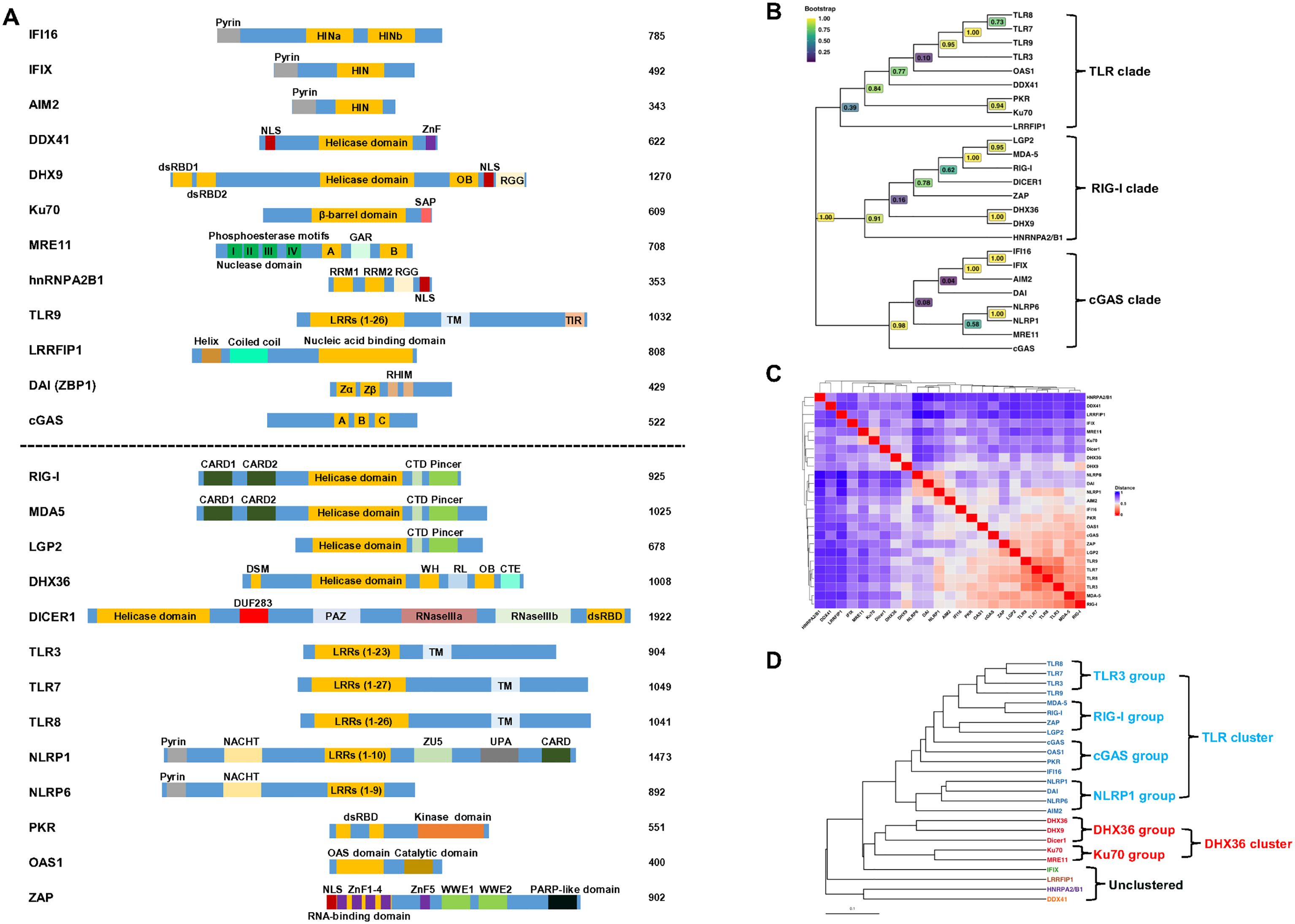 A comparative analysis image of innate immune receptors. Panel A shows domain architecture of various proteins, with labels and color-coded segments indicating different domains. Panel B features a phylogenetic tree divided into TLR, RIG-I, and cGAS clades, annotated with bootstrap values. Panel C displays a color-coded heatmap indicating similarity metrics among proteins. Panel D presents another phylogenetic tree, highlighting groups like TLR3, RIG-I, DHX36, and others, emphasizing cluster relationships.