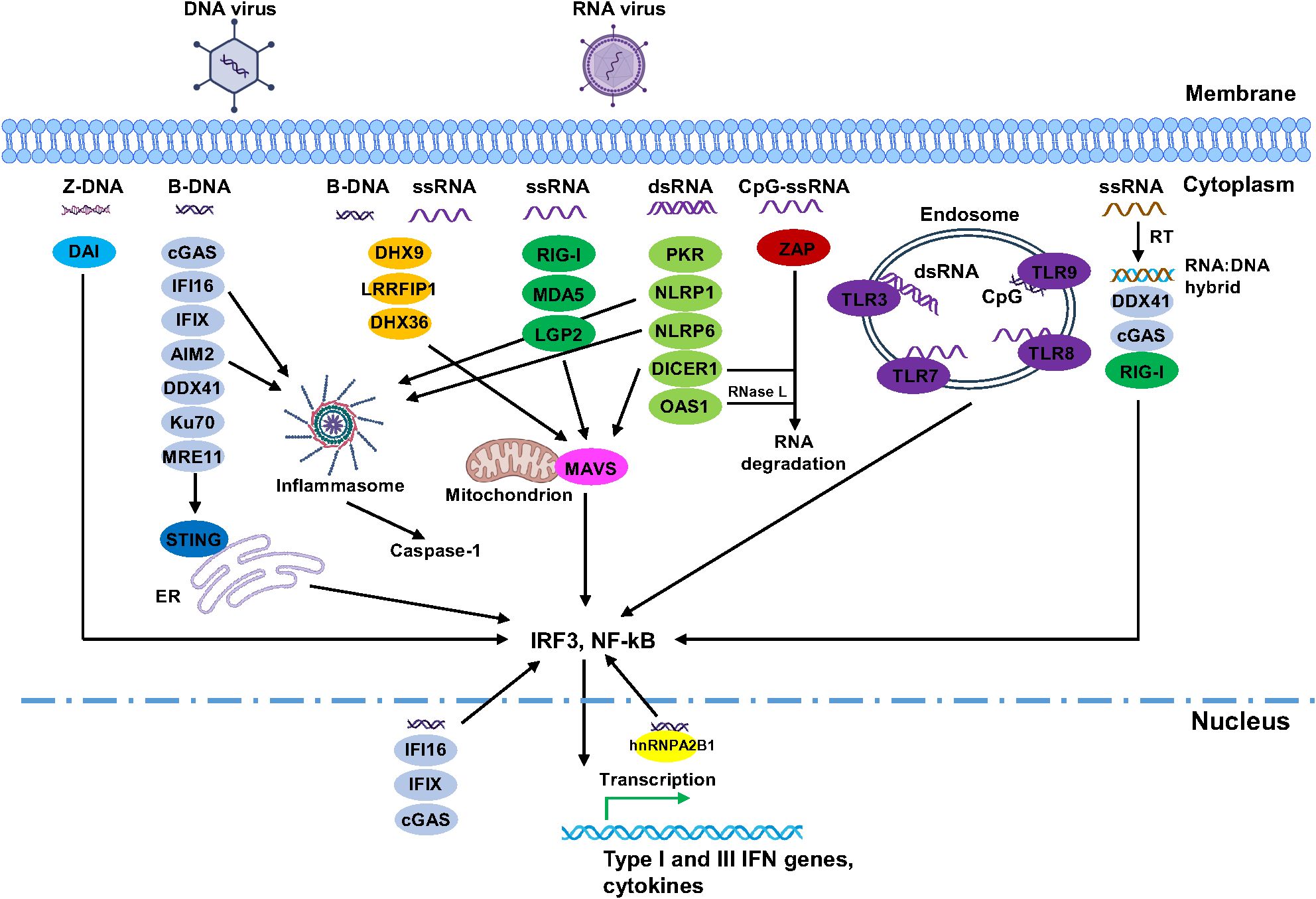 Diagram illustrating pathways by which DNA and RNA viruses are detected by host cell receptors, triggering immune responses. It shows various receptors like DAI, cGAS, RIG-I, and TLRs, and their downstream signaling, involving molecules such as STING, MAVS, and transcription factors IRF3 and NF-kB. The pathways result in cytokine production and inflammation, highlighting interactions between cytoplasmic and endosomal components.