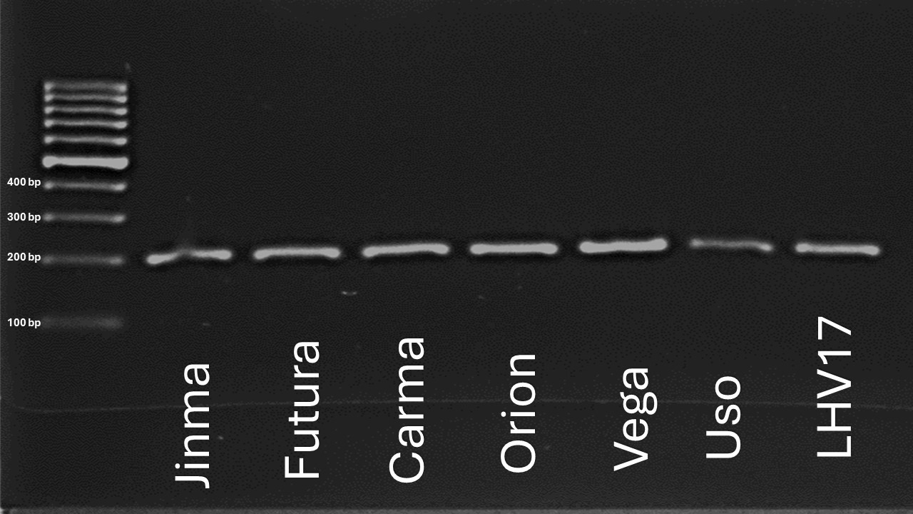 Gel electrophoresis image showing DNA bands with labels Jinma, Futura, Carma, Orion, Vega, Uso, and LHV17. A molecular weight ladder on the left indicates bands at 100, 200, 300, and 400 base pairs.